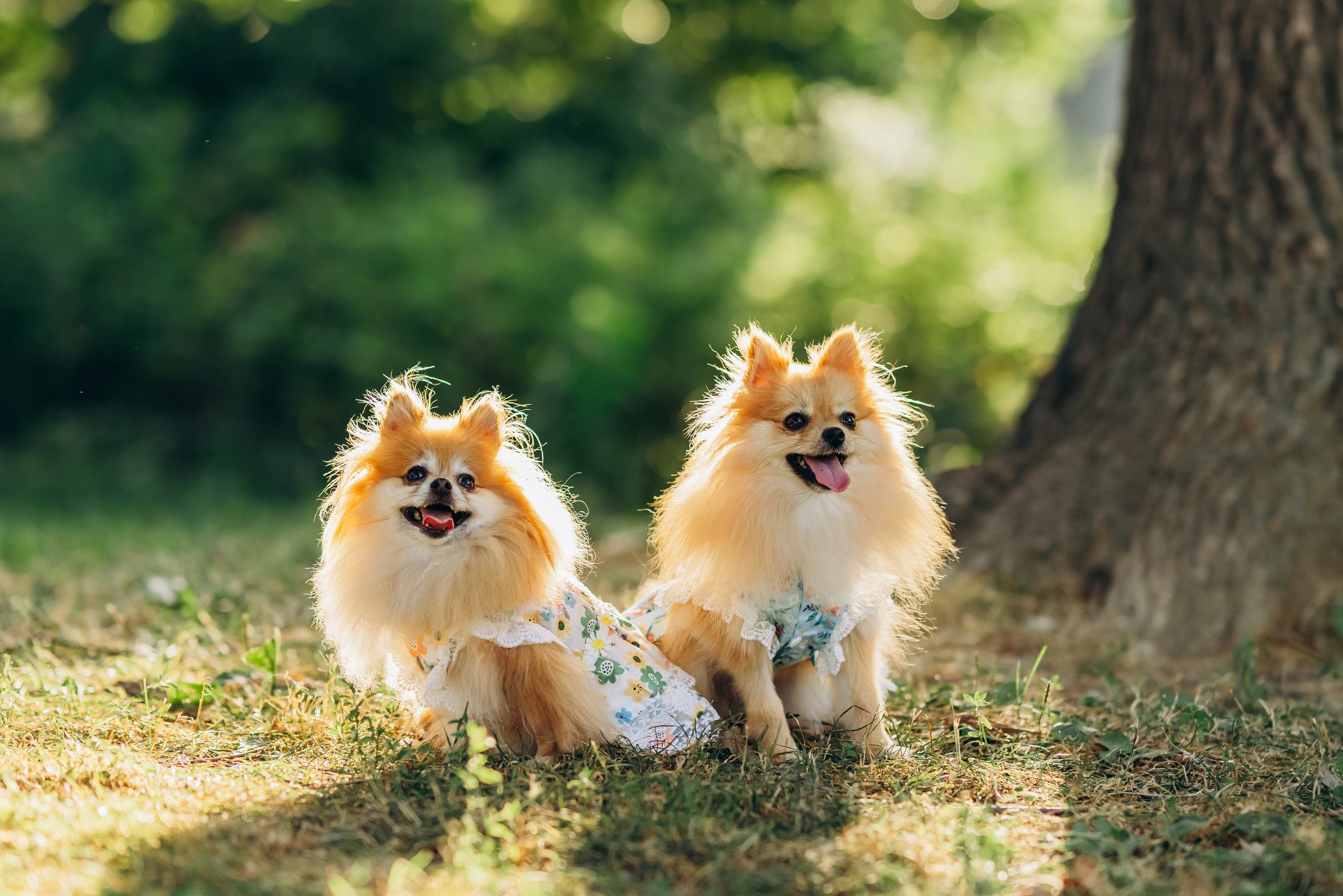 JULIA & MOM. Pittsburgh wedding and family photographer