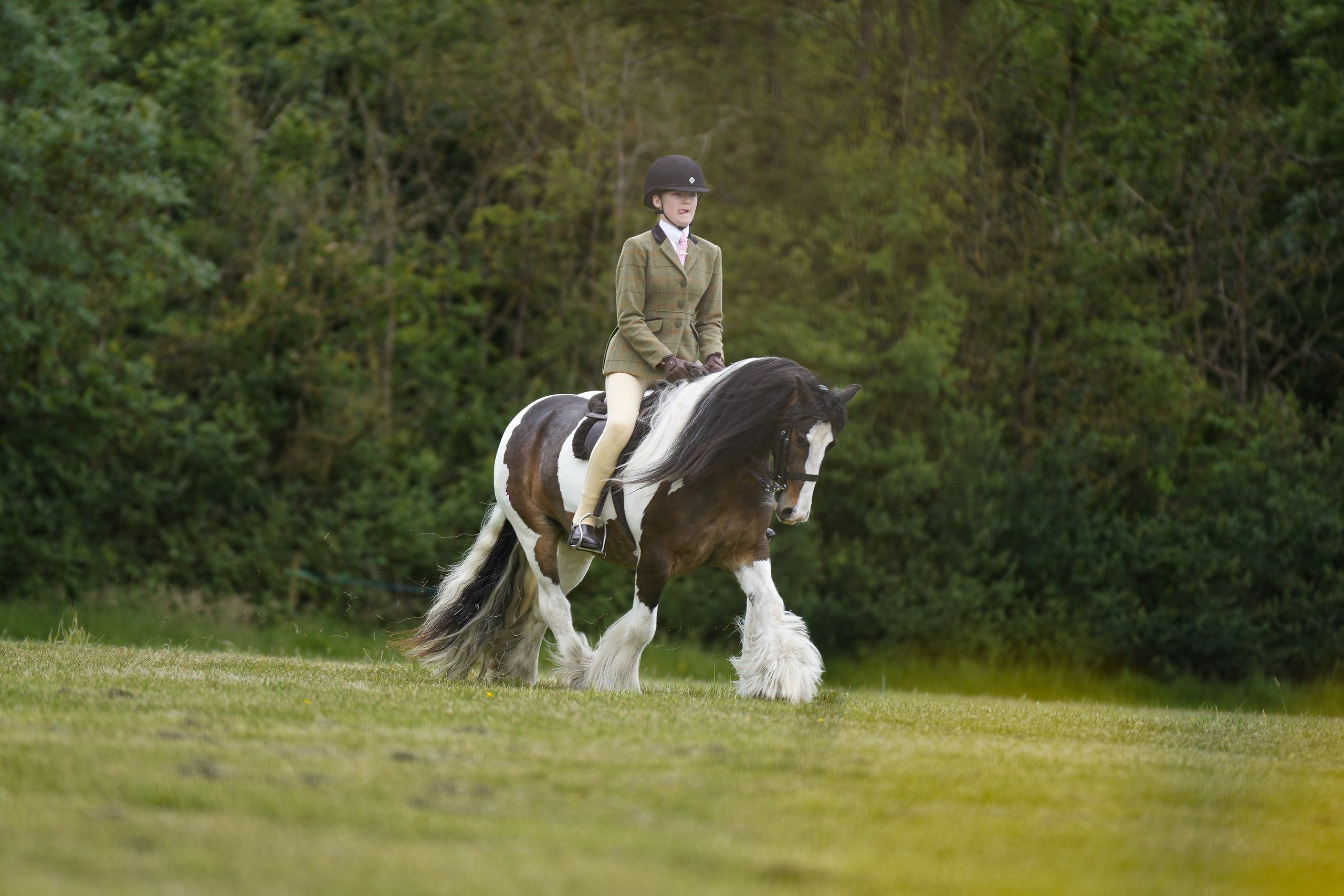 Showing. Leicestershire Equine Photography by El | Authentic Equine Portraits & Events
