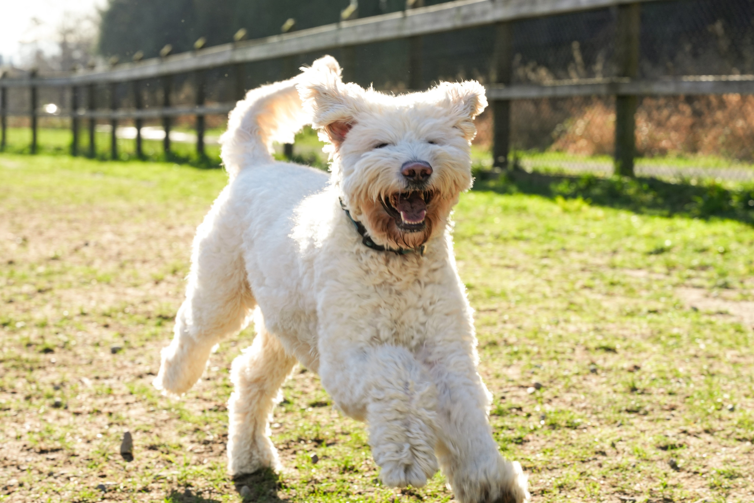 Shuttergry Photography