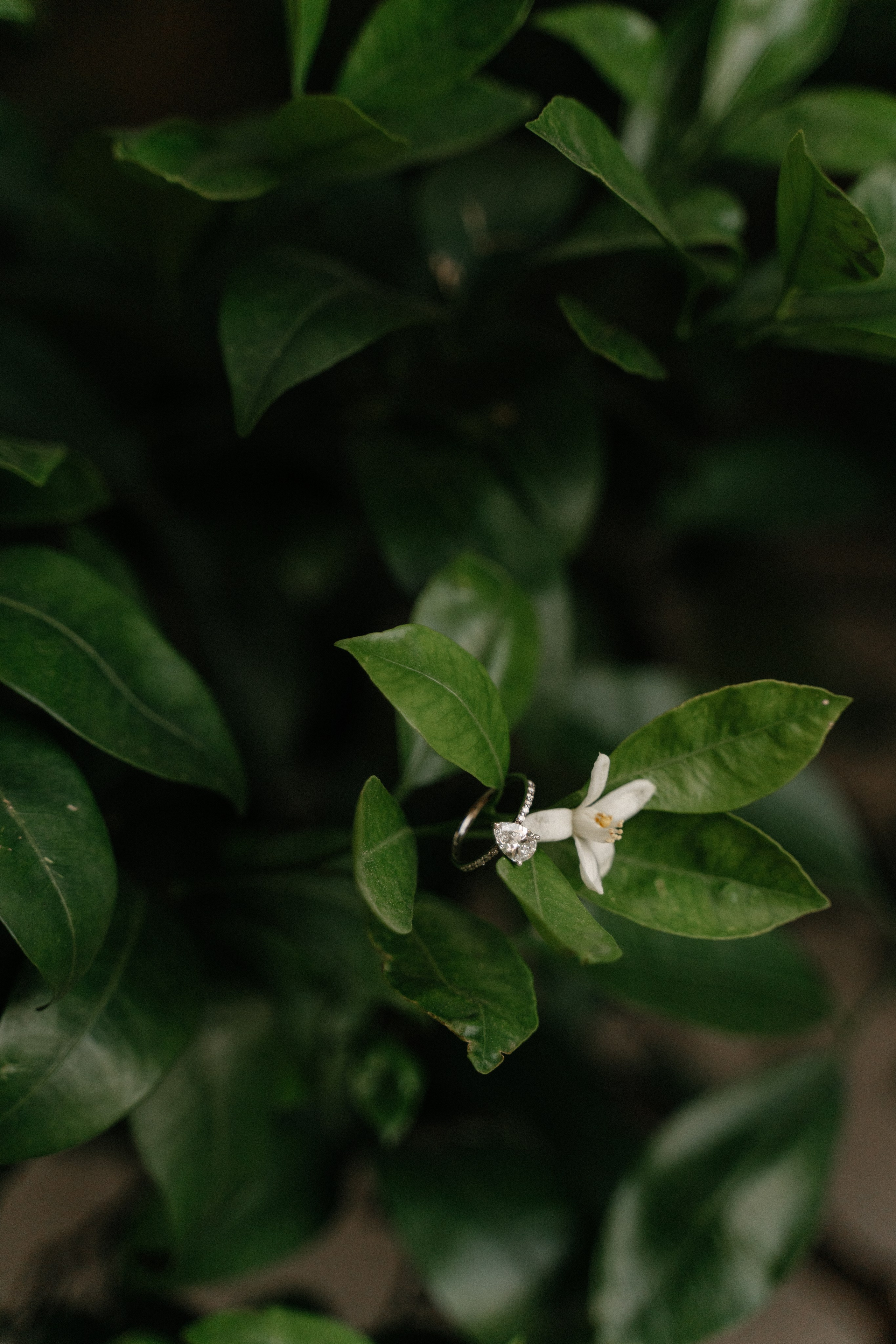 K & O (Lake Garda, Italy). Marriage Proposal Photographer in Verona & Lake Garda | Diana Fedrigo