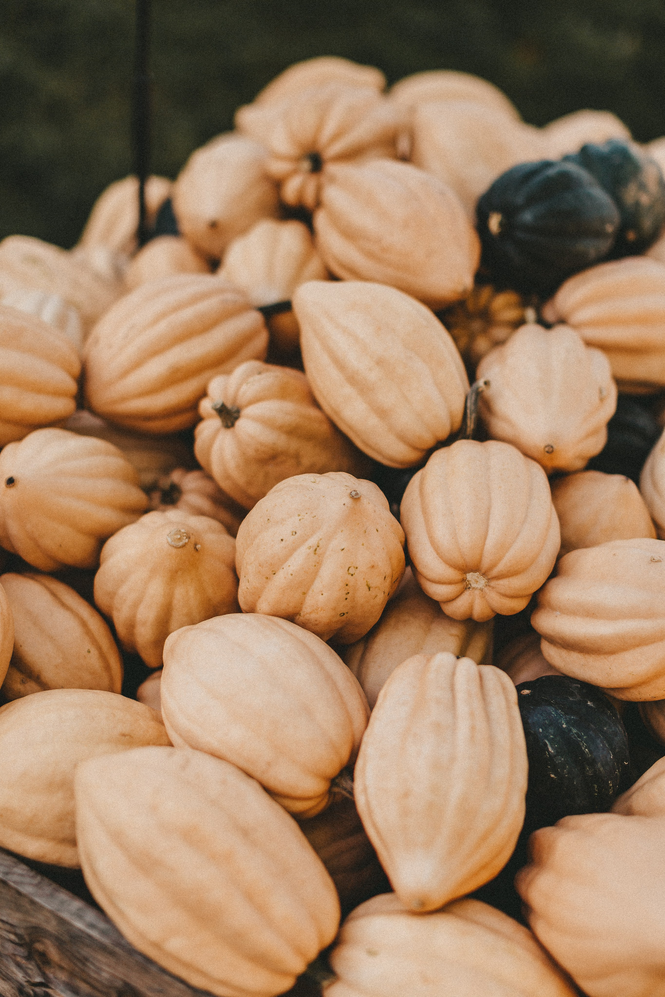 Фестиваль тыкв в Людвигсбурге. Фотограф в Германии — Мария Чистякова