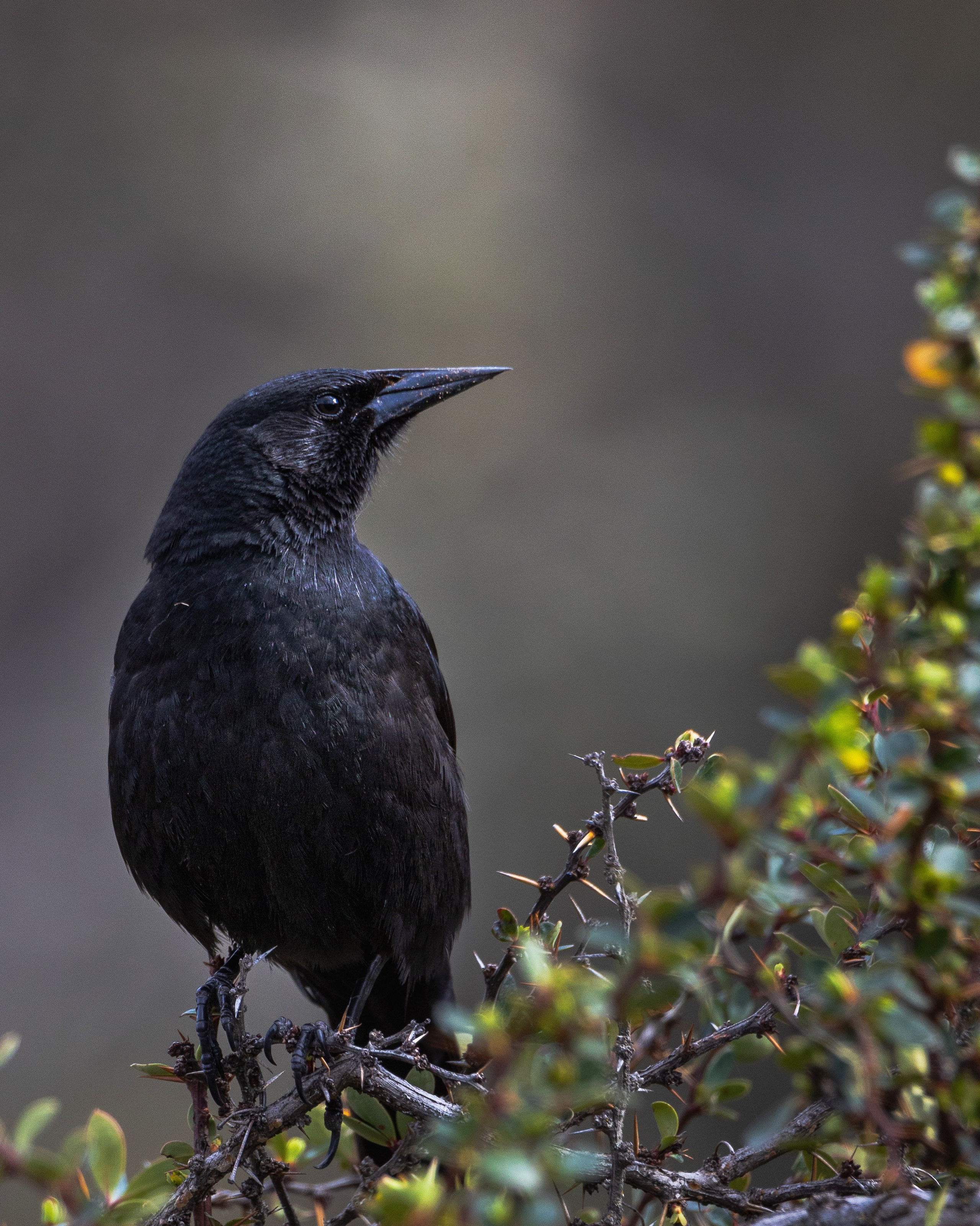 Fotografías digitales. Fotógrafo de naturaleza en la región de Aysén, Chile Francisco Vera