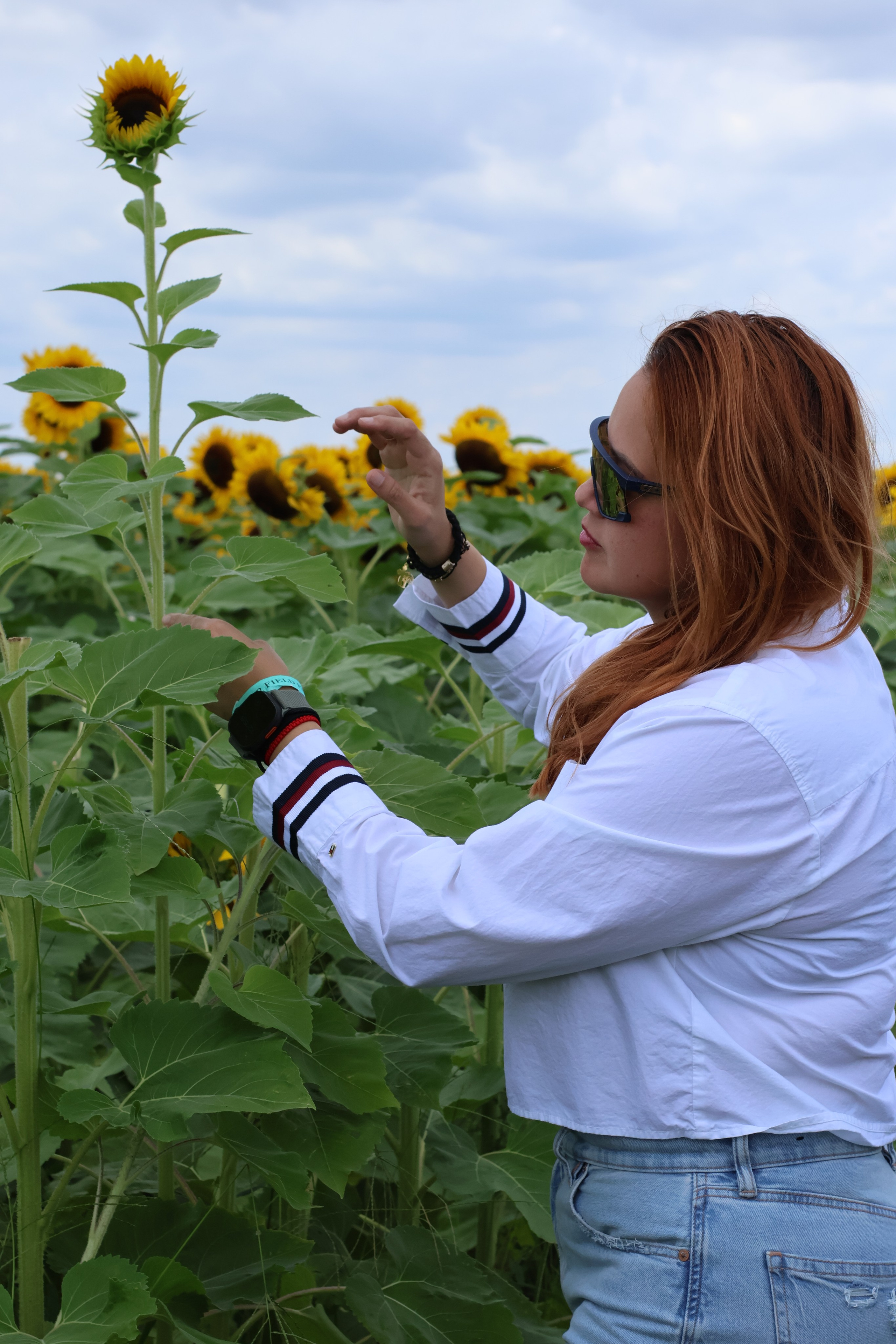 SUNFLOWERS. Workmakeapp Studio