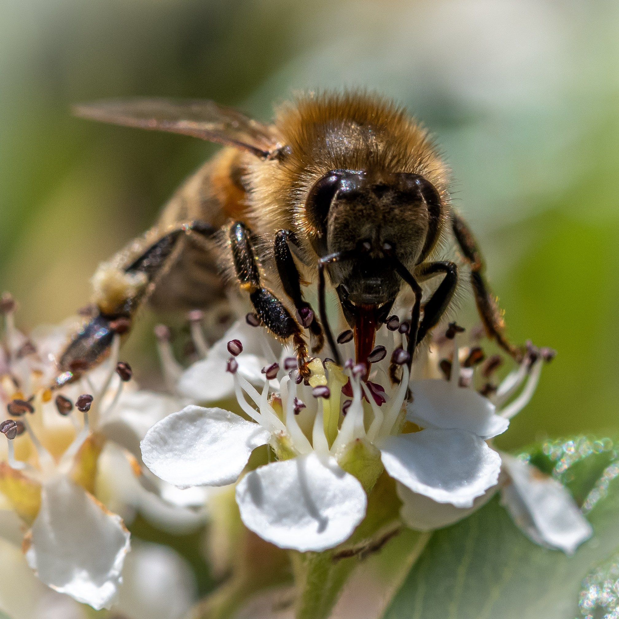 Apicultura Bergadano. “Gianmaria Coscia fotografo per passione”