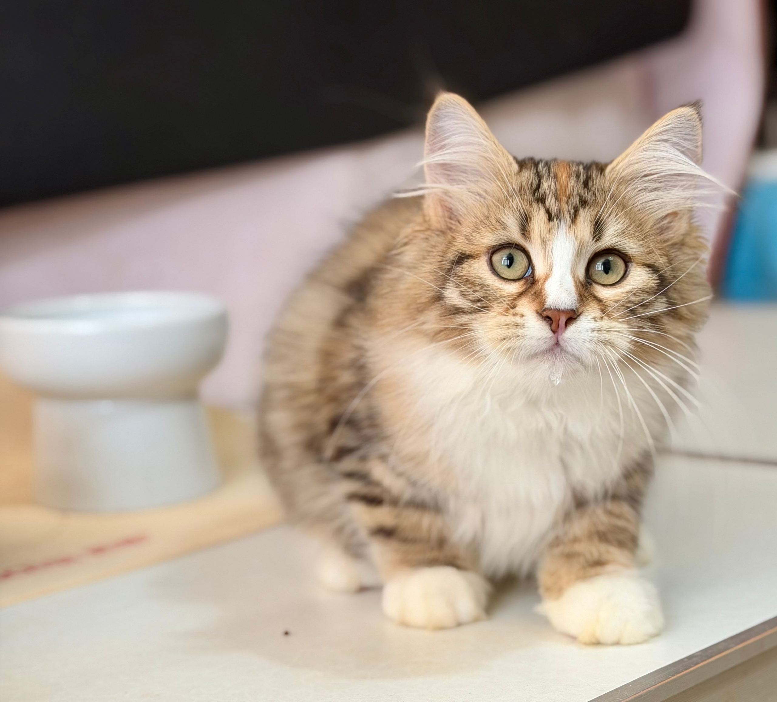 Eliza. LEMON GREEN SIBERIANS 香港西伯利亞貓舍