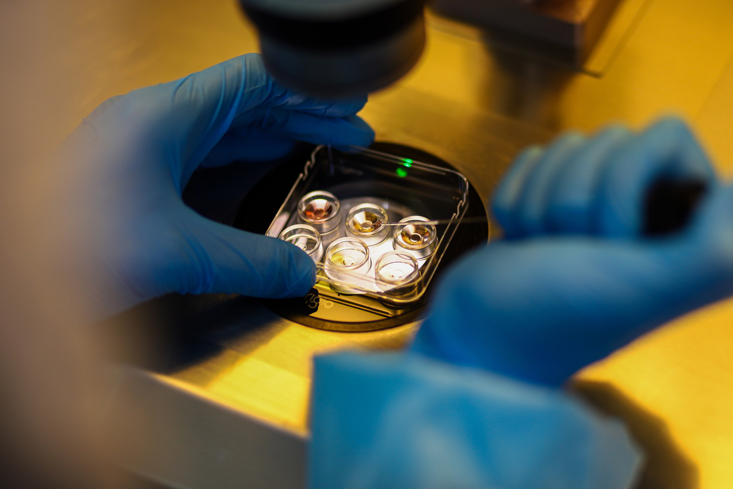 Business. Portrait and family photographer in Fort Collins Dania Gaisina