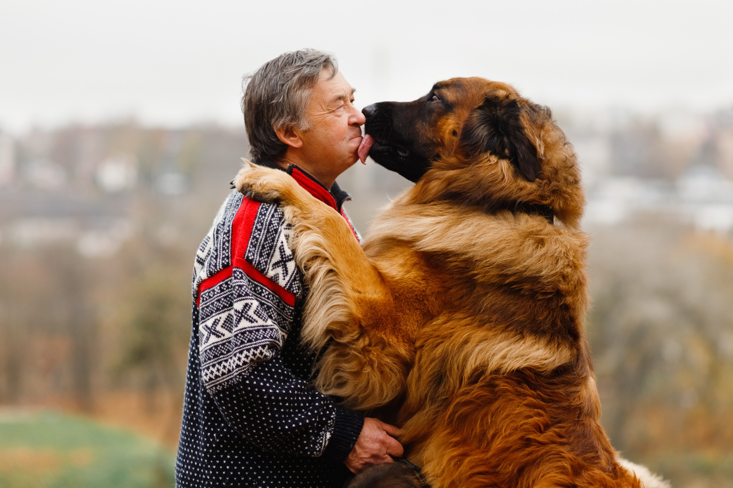 Leonbergers. Kaja | fotograf we Wrocławiu | ludzie i psy