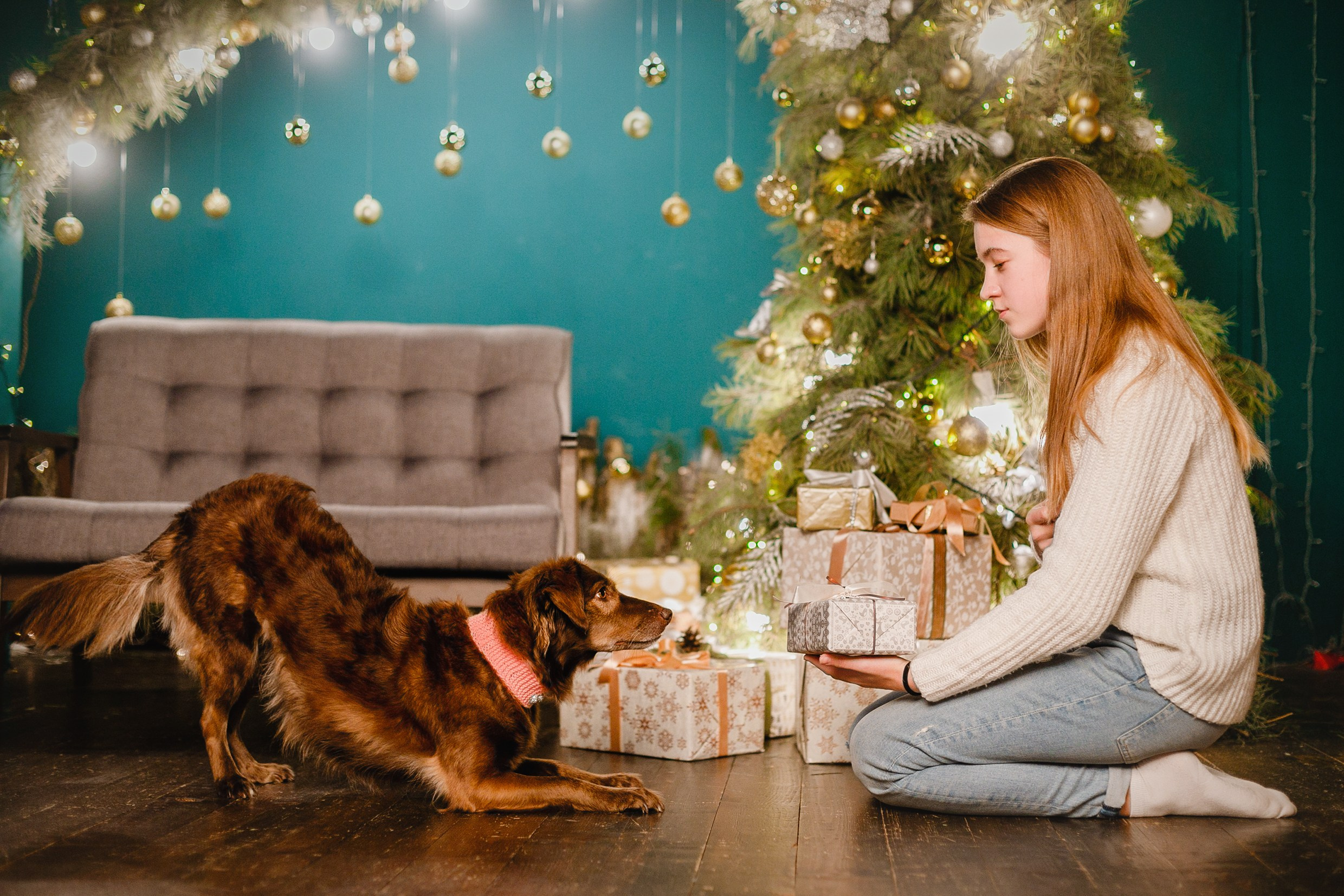 Lana, Edgar and Mucha | new year studio. Kaja | fotograf psów we Wrocławiu