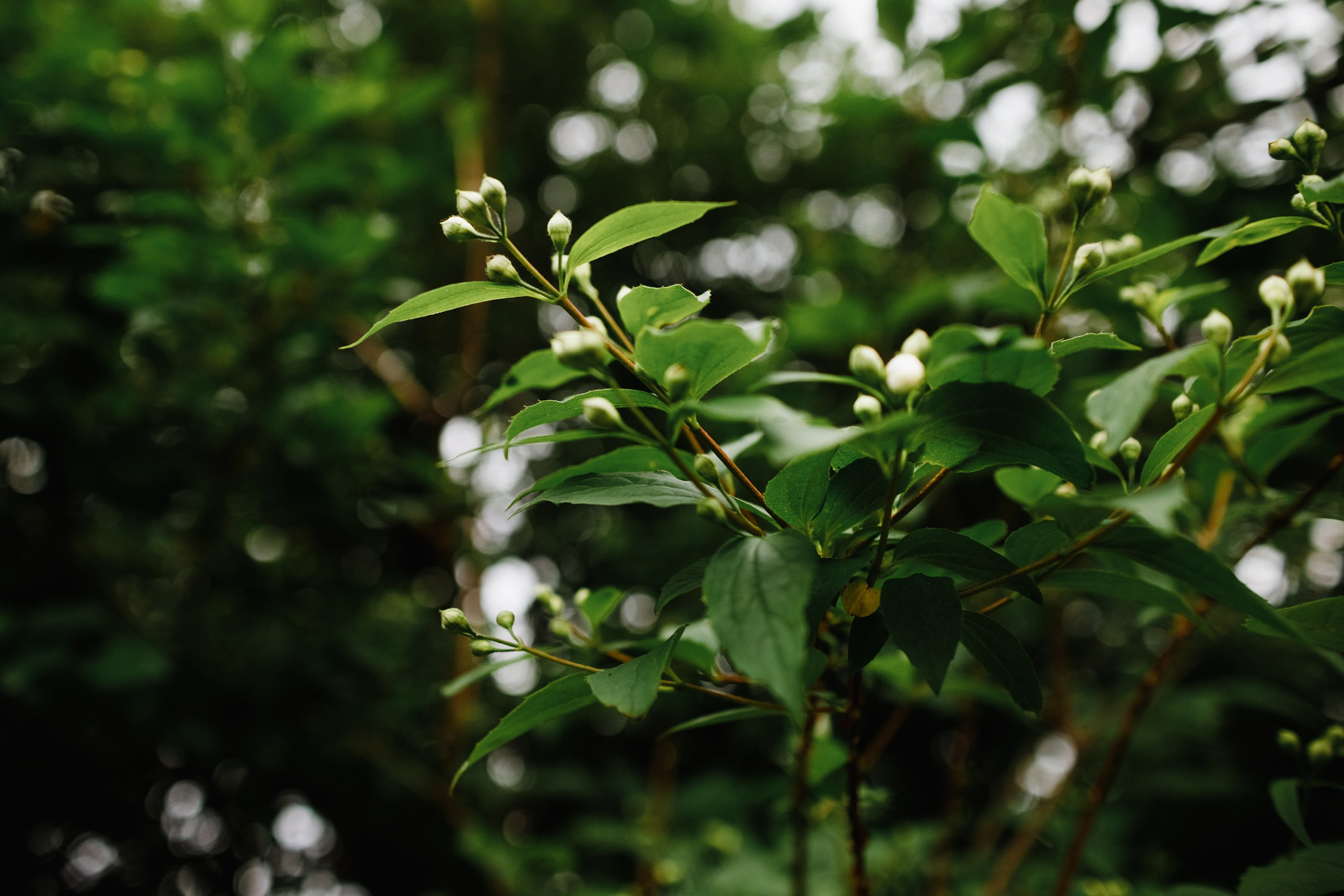 Grodno. Kaja | fotograf we Wrocławiu | ludzie i psy