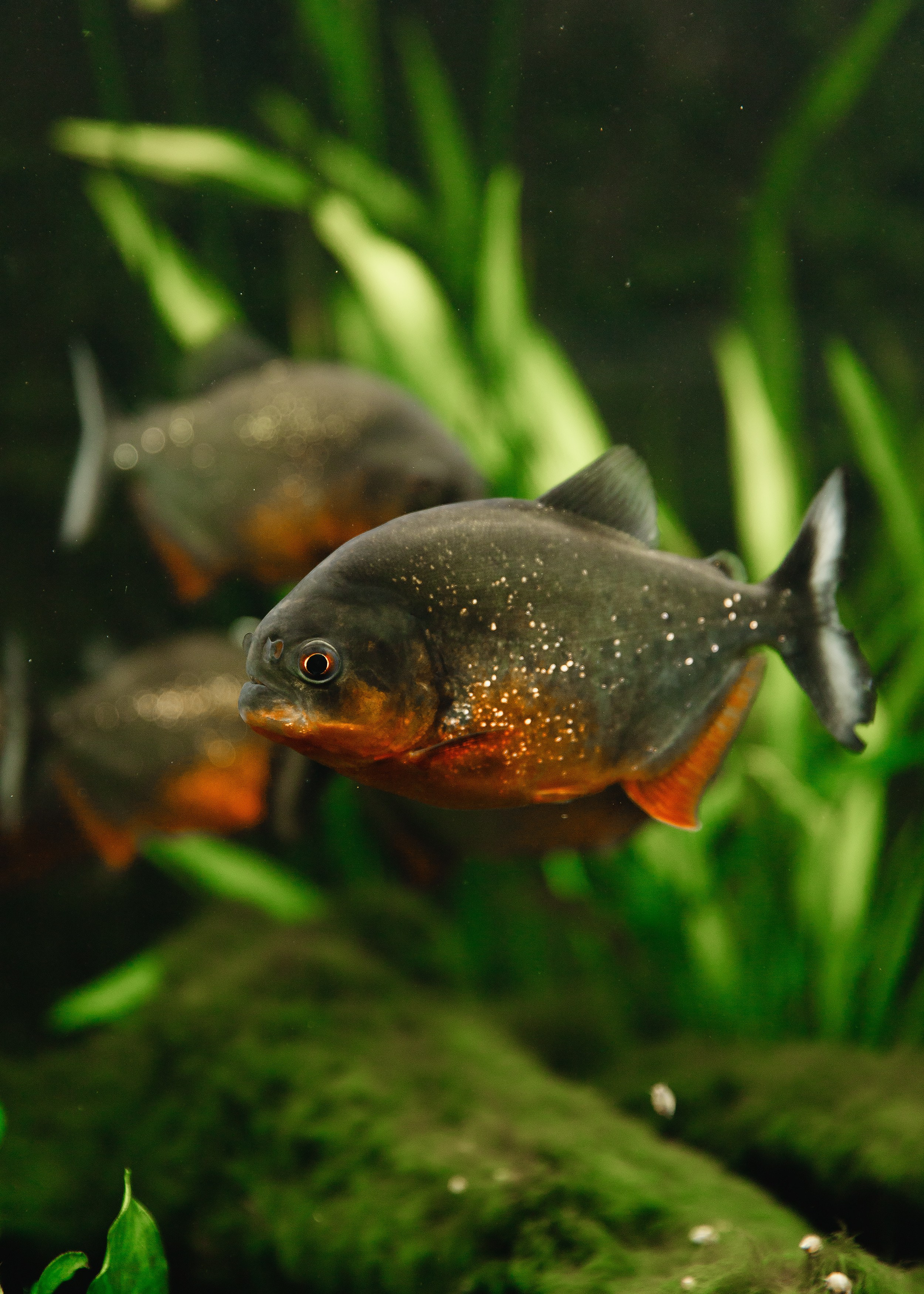 Botanical garden in Wroclaw. Kaja | fotograf we Wrocławiu | ludzie i psy