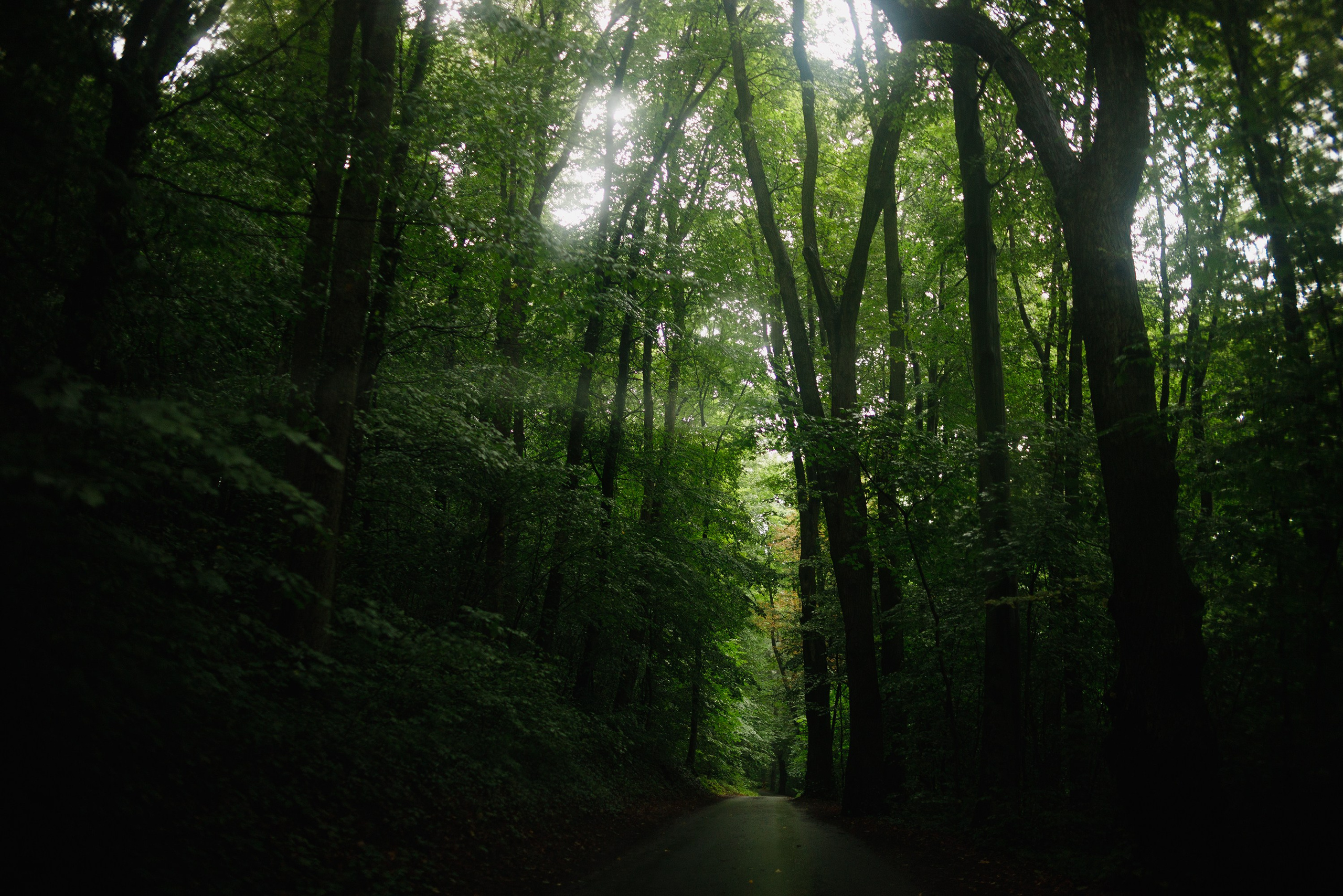 Zamek Grodziec. Kaja | fotograf psów we Wrocławiu