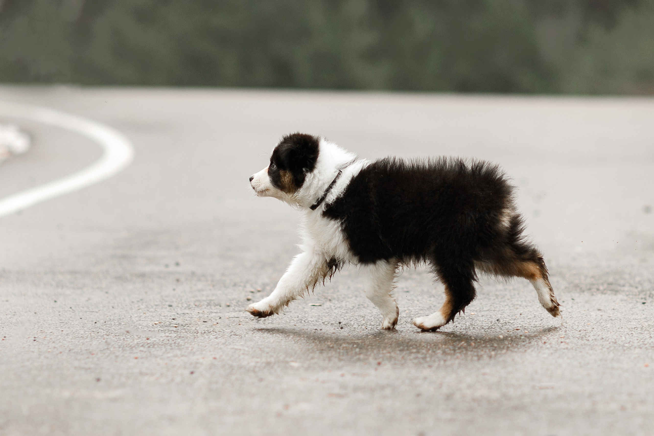 Pack of aussie puppies. Kaja | fotograf psów we Wrocławiu