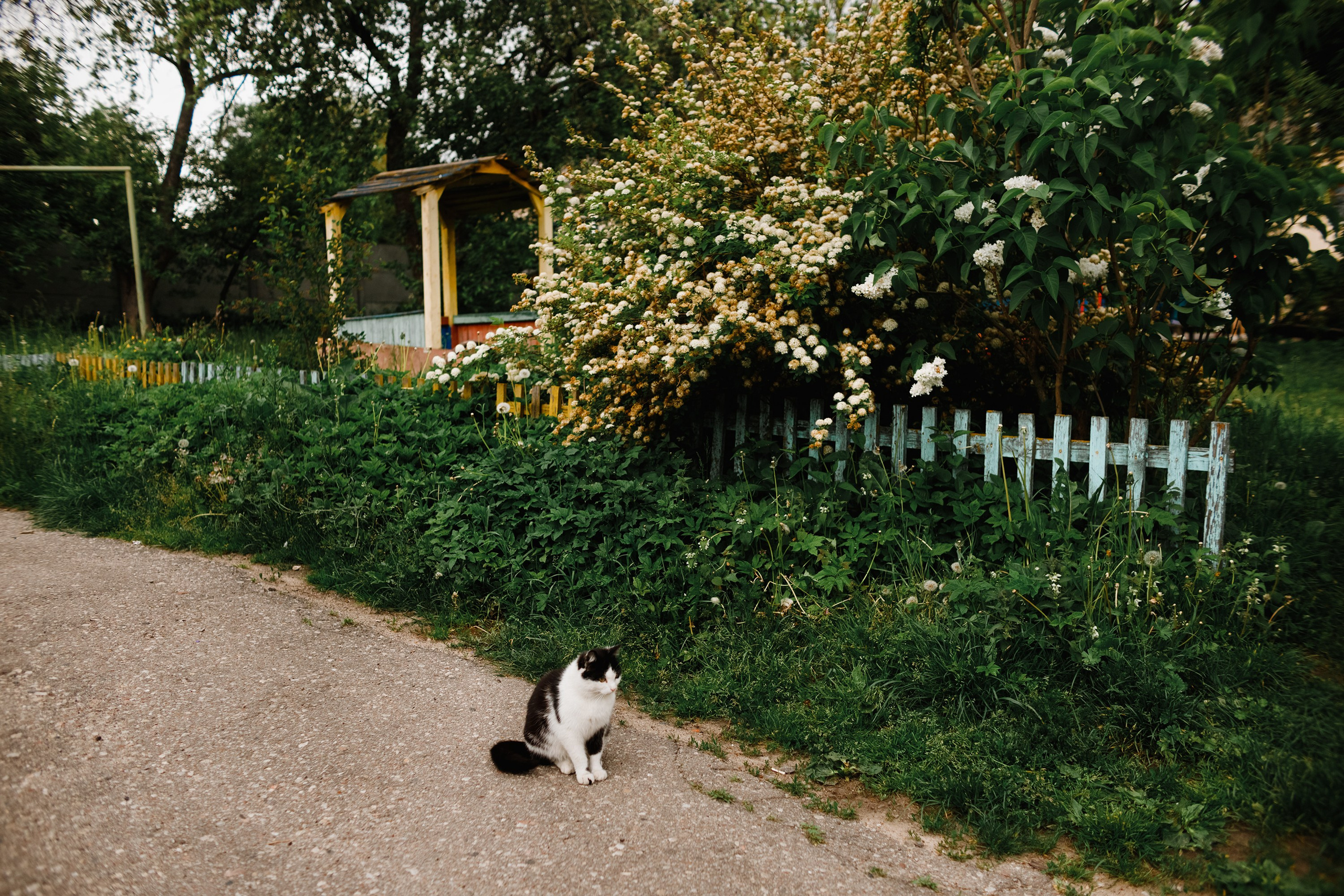 Grodno. Kaja | fotograf we Wrocławiu | ludzie i psy