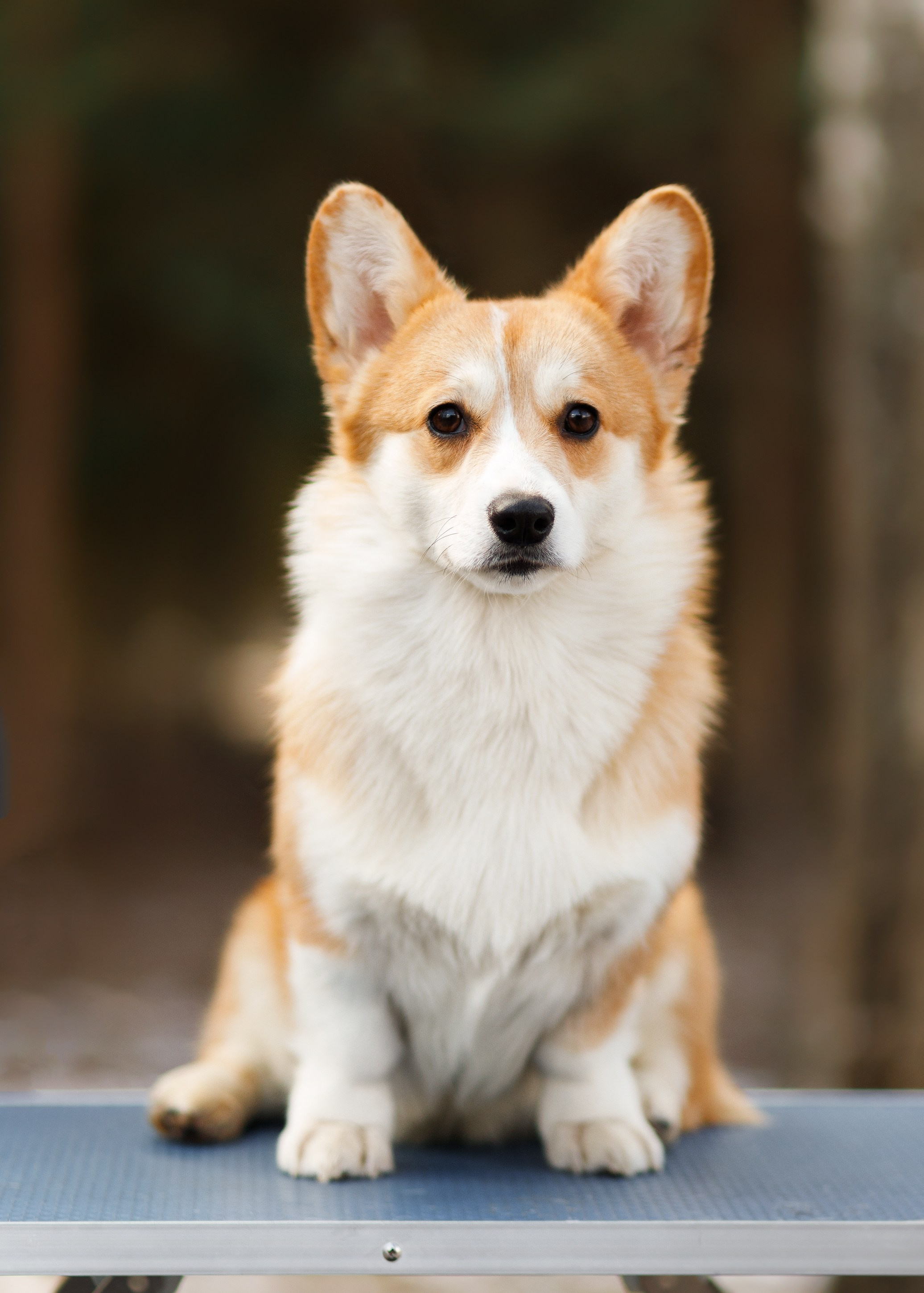 Corgi kennel & some other dogs in the forest. Kaja | fotograf psów we Wrocławiu