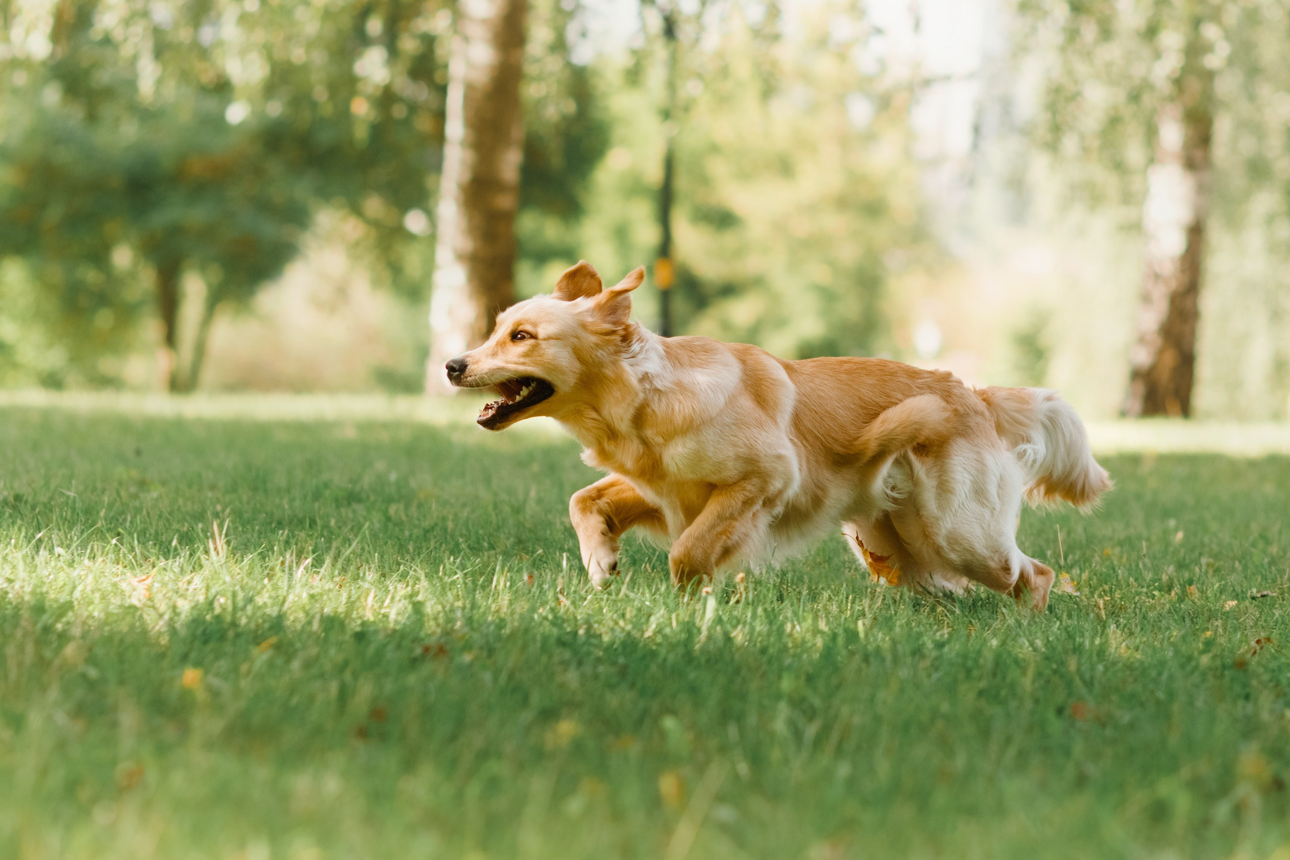 Summer photo day for dog handler. Kaja | fotograf we Wrocławiu | ludzie i psy