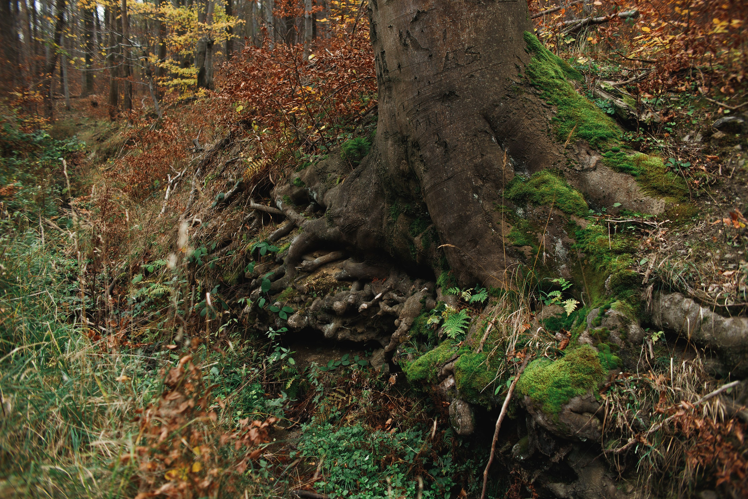 Sowie góry. Kaja | fotograf we Wrocławiu | ludzie i psy