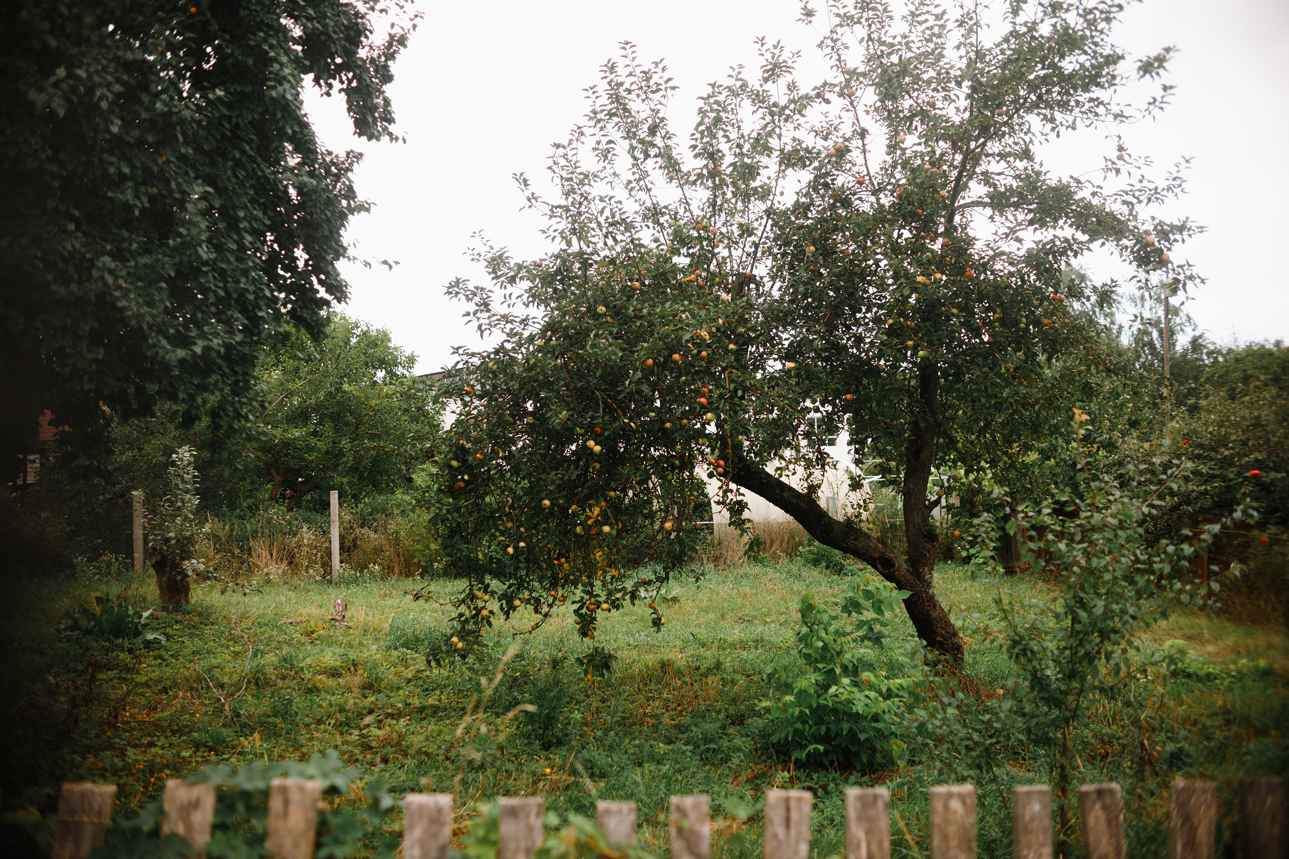 Grodno. Kaja | fotograf we Wrocławiu | ludzie i psy