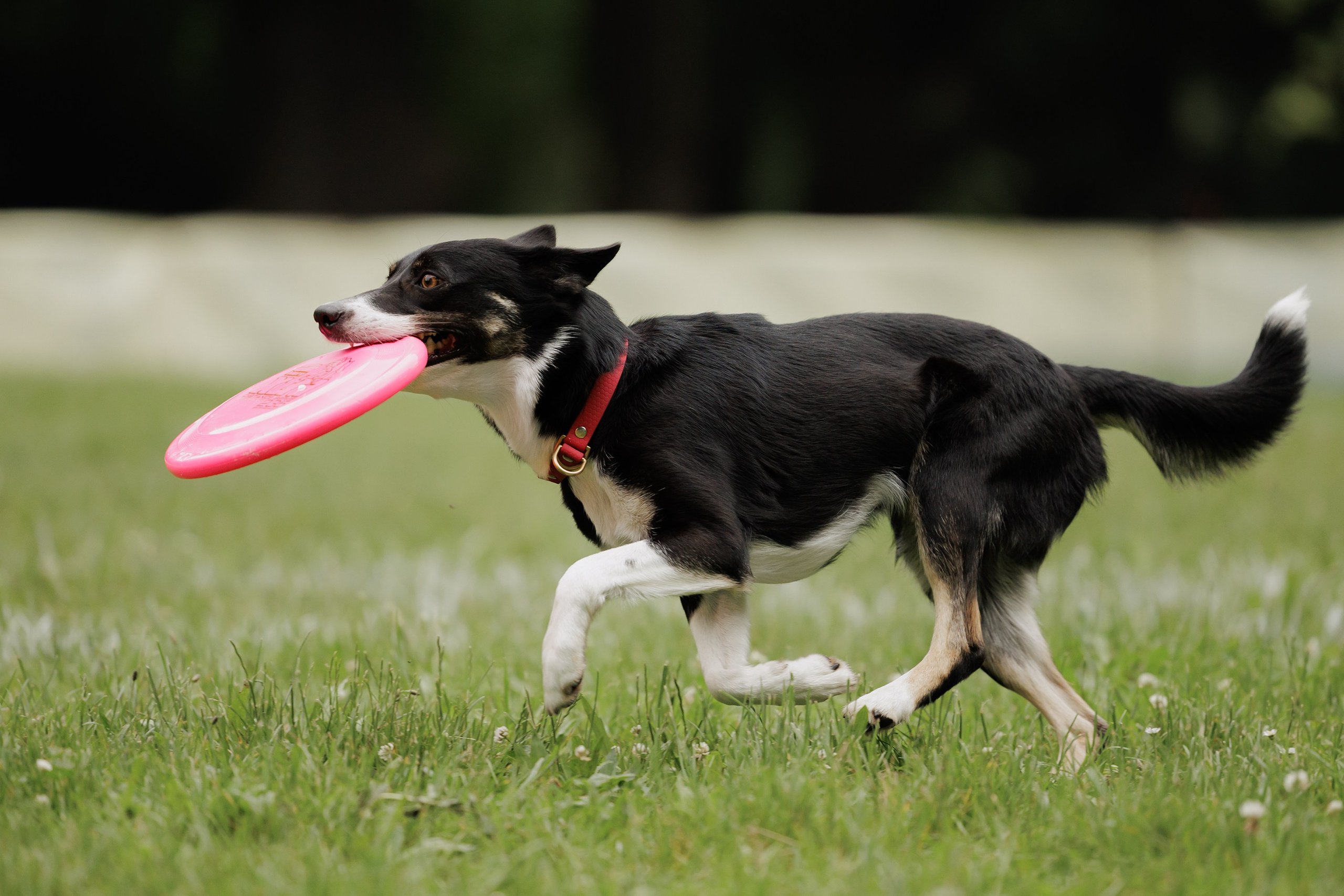 Latające psy, Wrocław'25. Kaja | fotograf psów we Wrocławiu