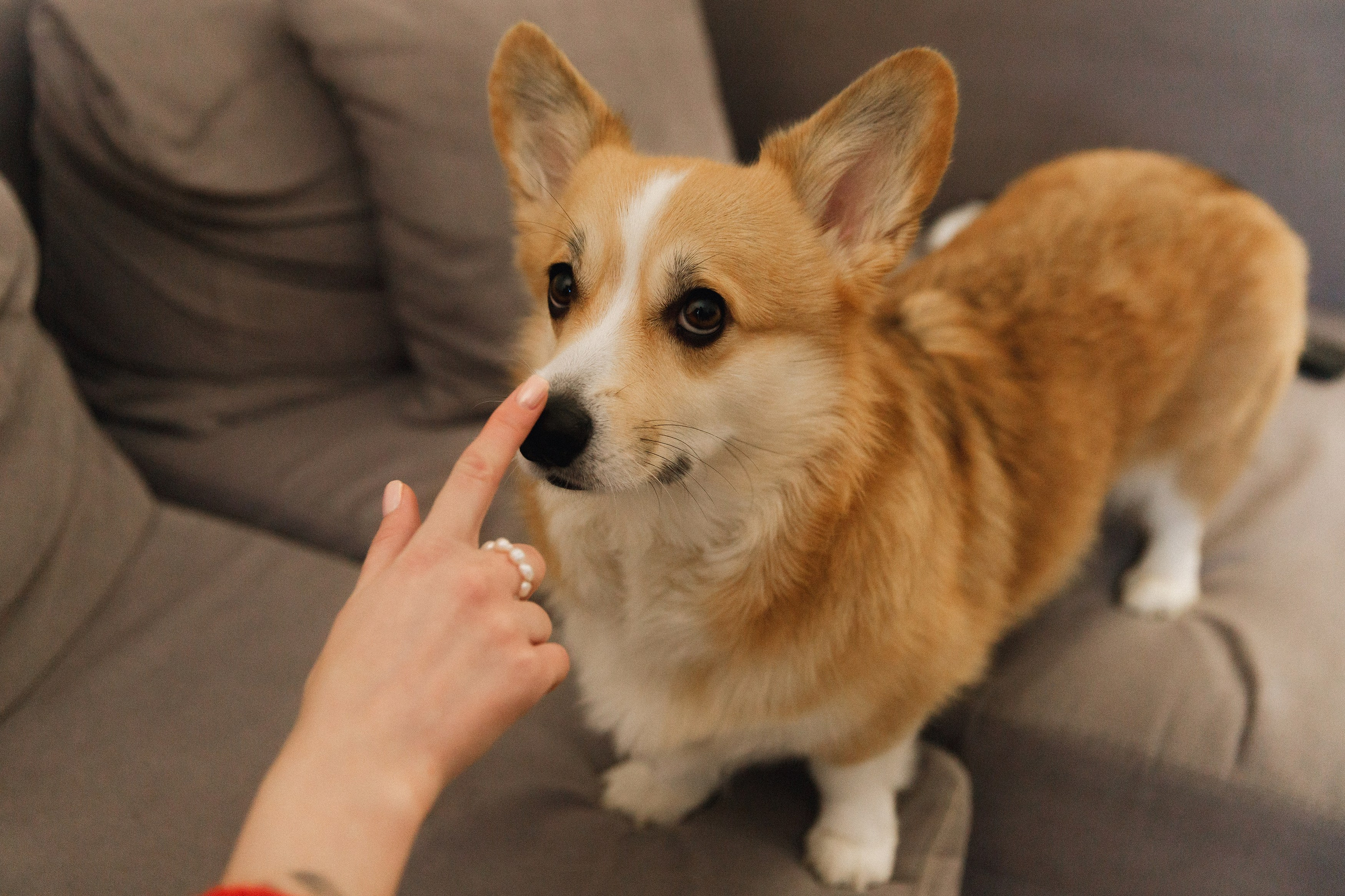 Dasha & Daisy. Kaja | fotograf psów we Wrocławiu