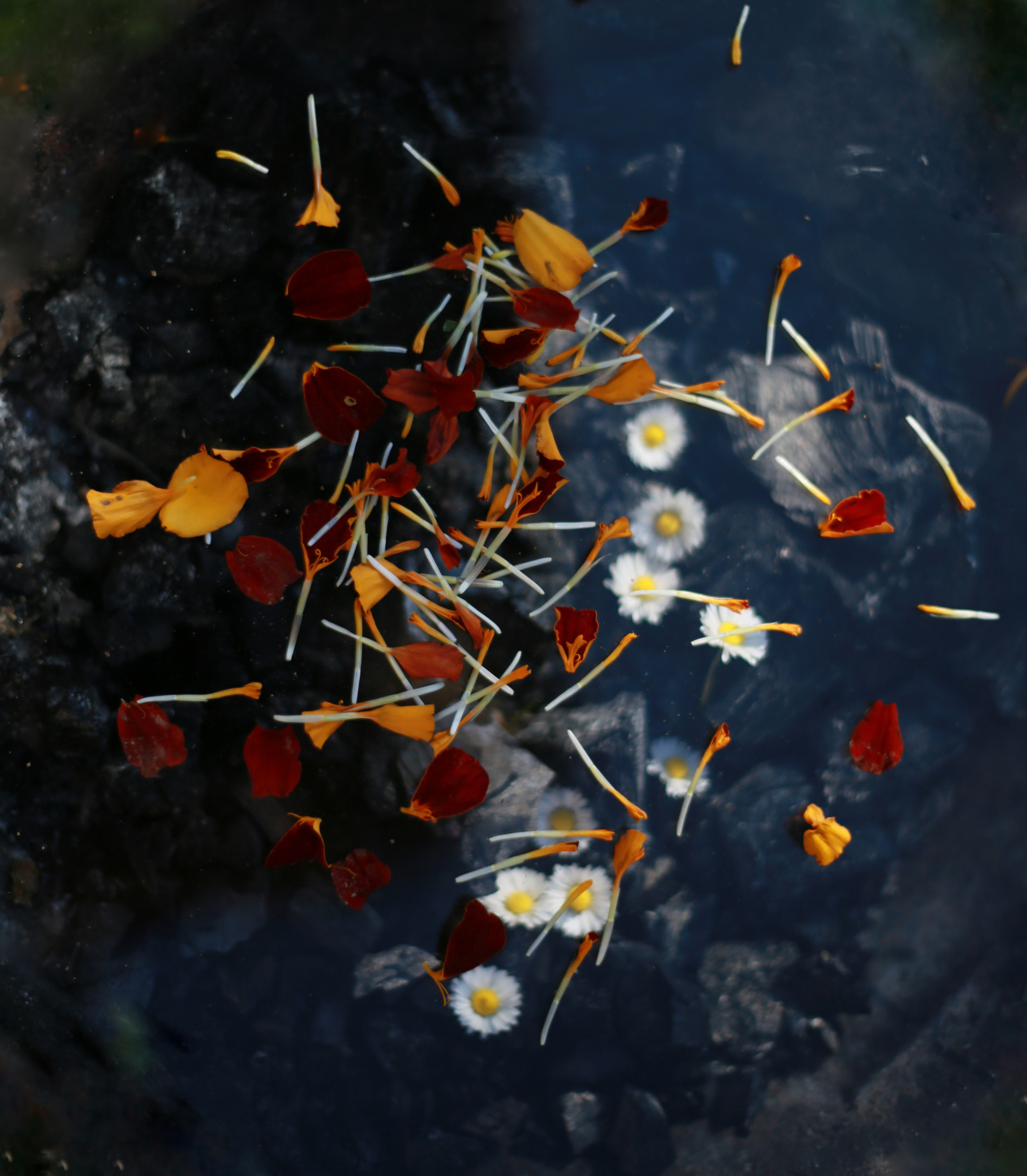 NATURE MORTE et VIVANTE. Natalia Bogdanovska. Films et photographie corporate en France