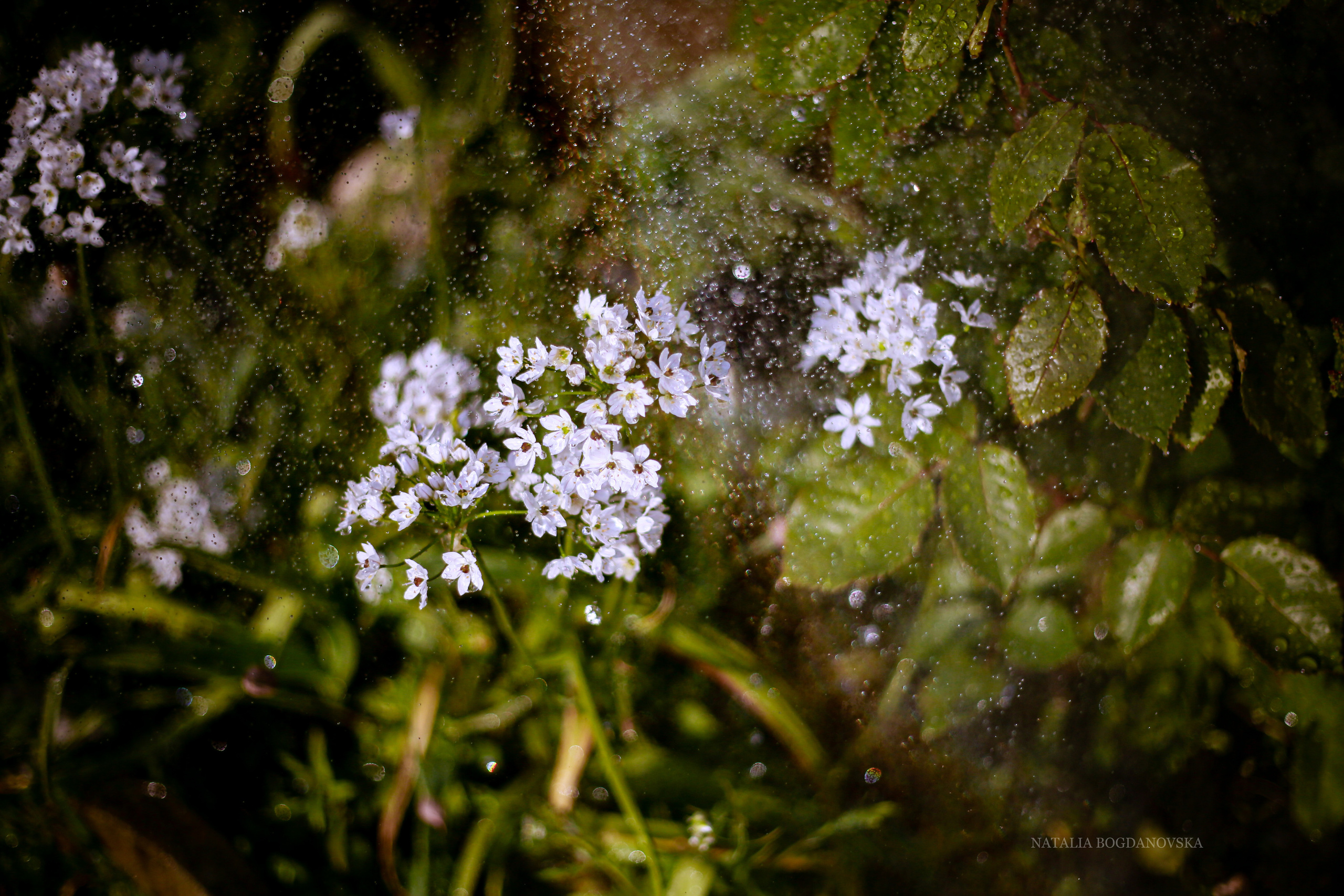 NATURE MORTE et VIVANTE. Natalia Bogdanovska. Films et photographie corporate en France