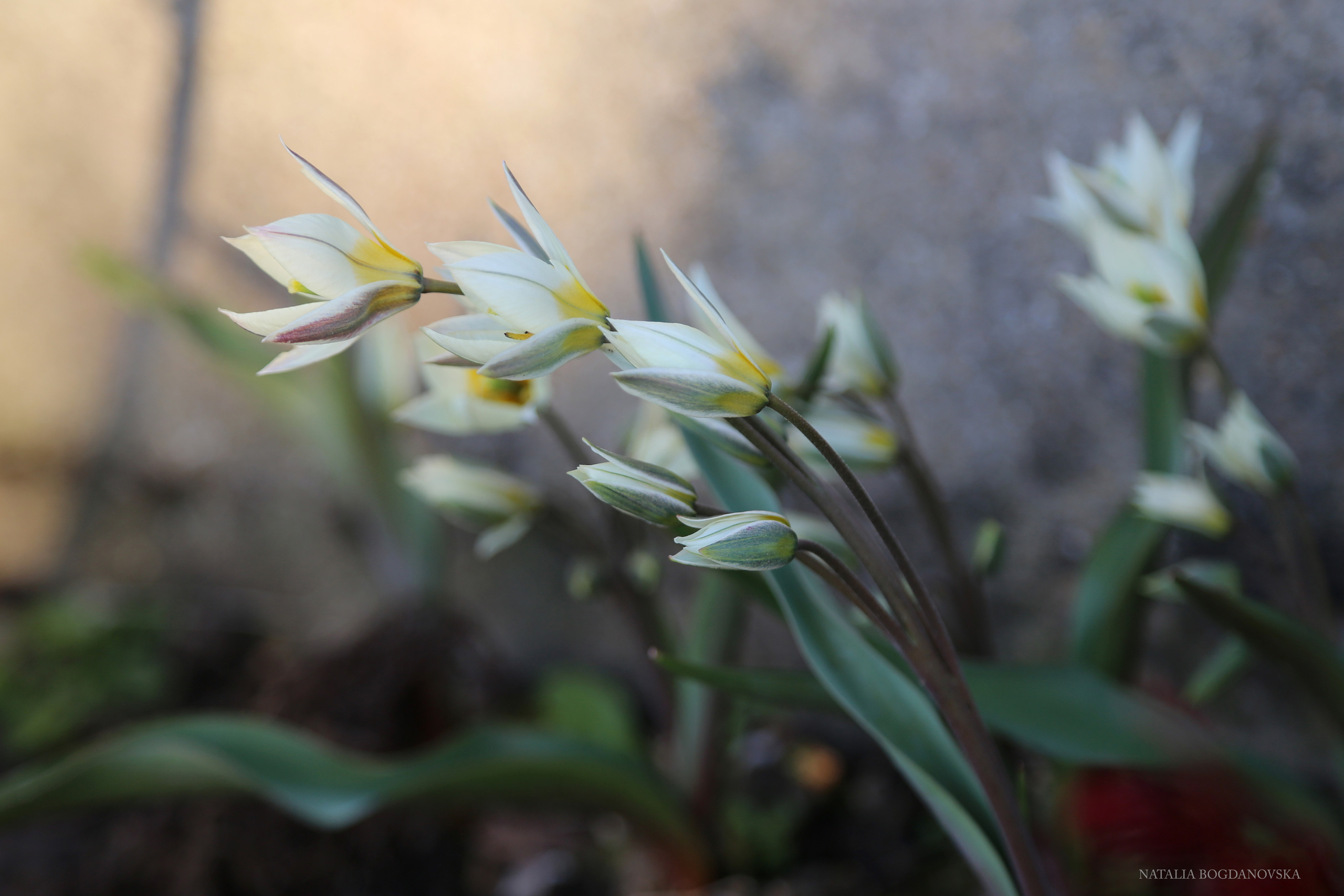 NATURE MORTE et VIVANTE. Natalia Bogdanovska. Films et photographie corporate en France