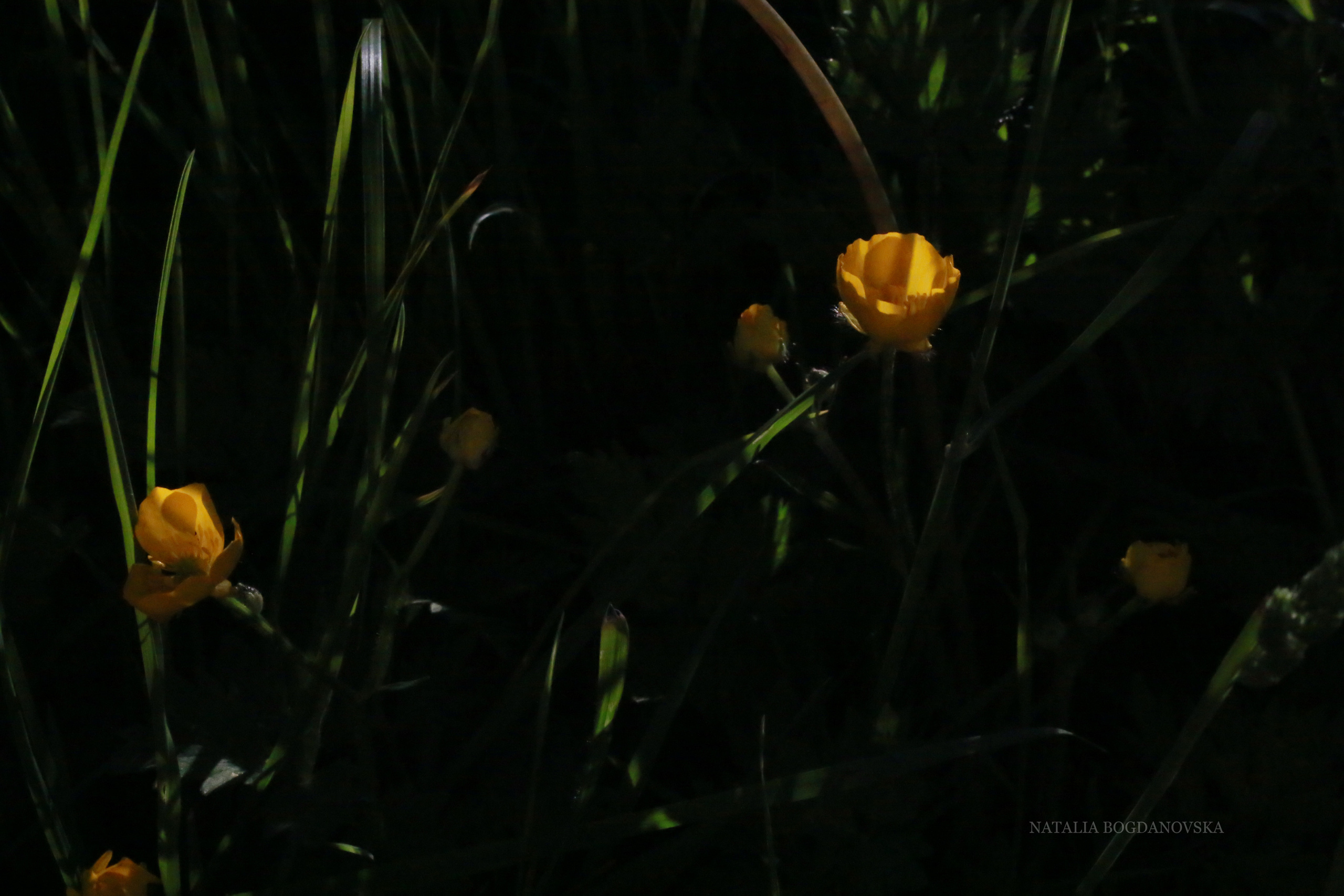 NATURE MORTE et VIVANTE. Natalia Bogdanovska. Films et photographie corporate en France