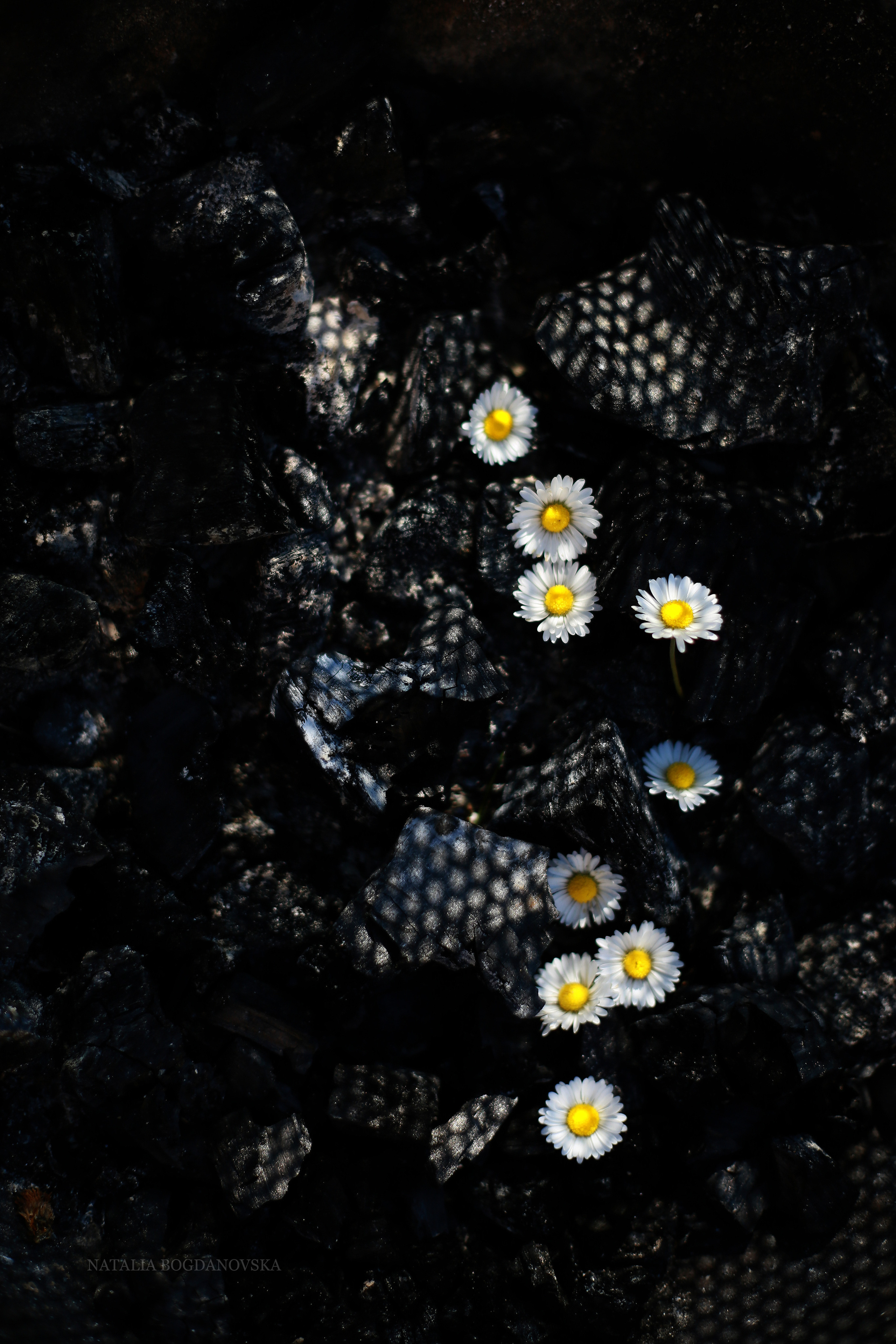 NATURE MORTE et VIVANTE. Natalia Bogdanovska. Films et photographie corporate en France