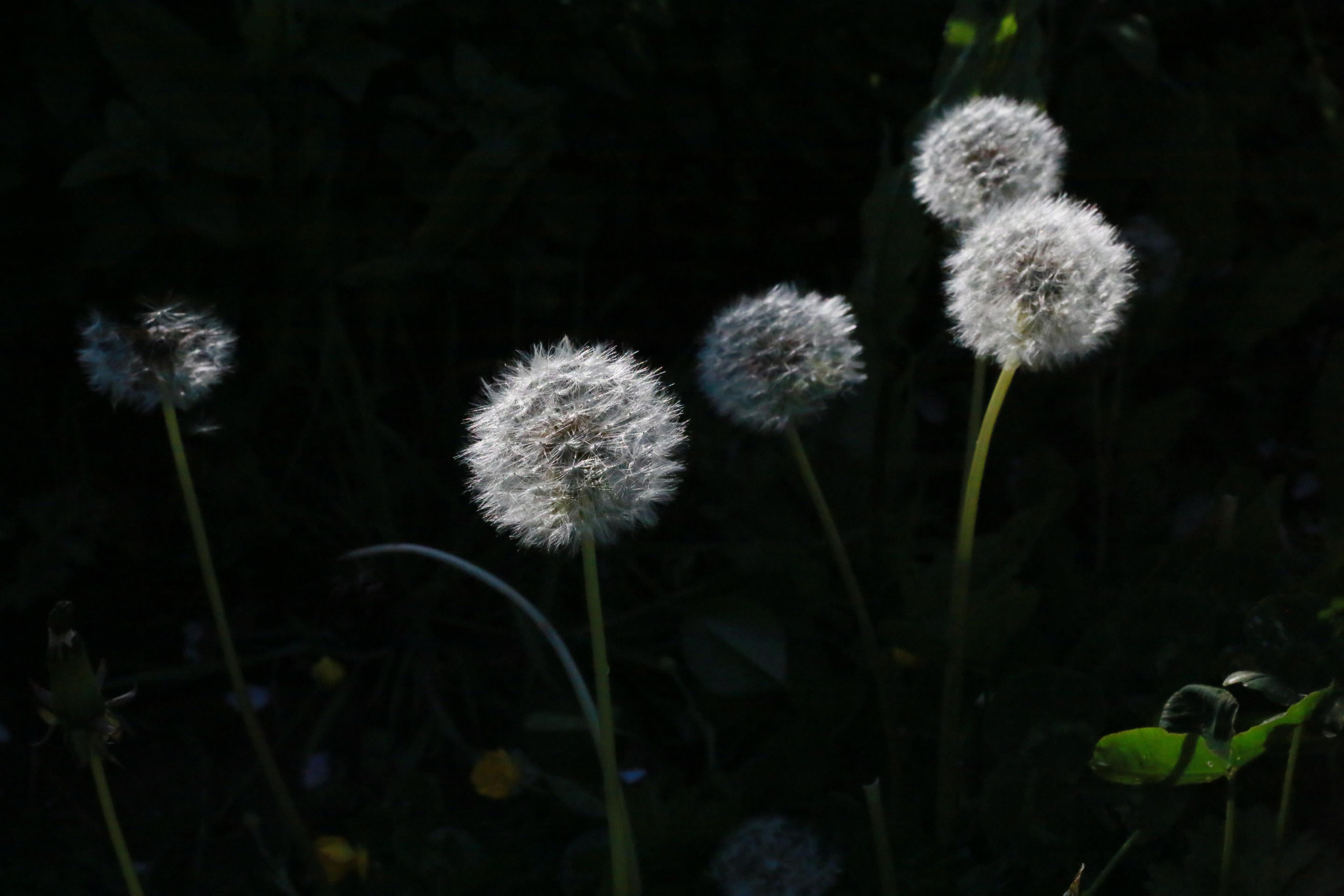 NATURE MORTE et VIVANTE. Natalia Bogdanovska. Films et photographie corporate en France