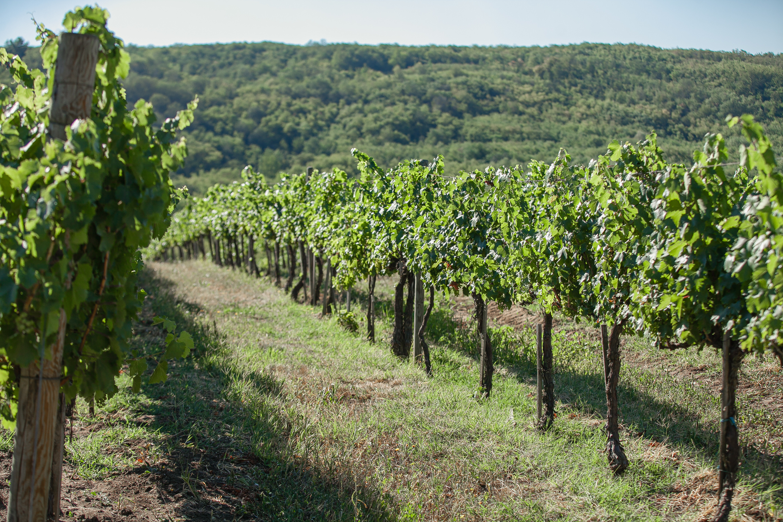 2020 Moldova Wedding: Poiana Winery&Church&Art Museum Preview. Iurkovski PHOTOGRAPHY in Europe. Luxury destination weddings and events