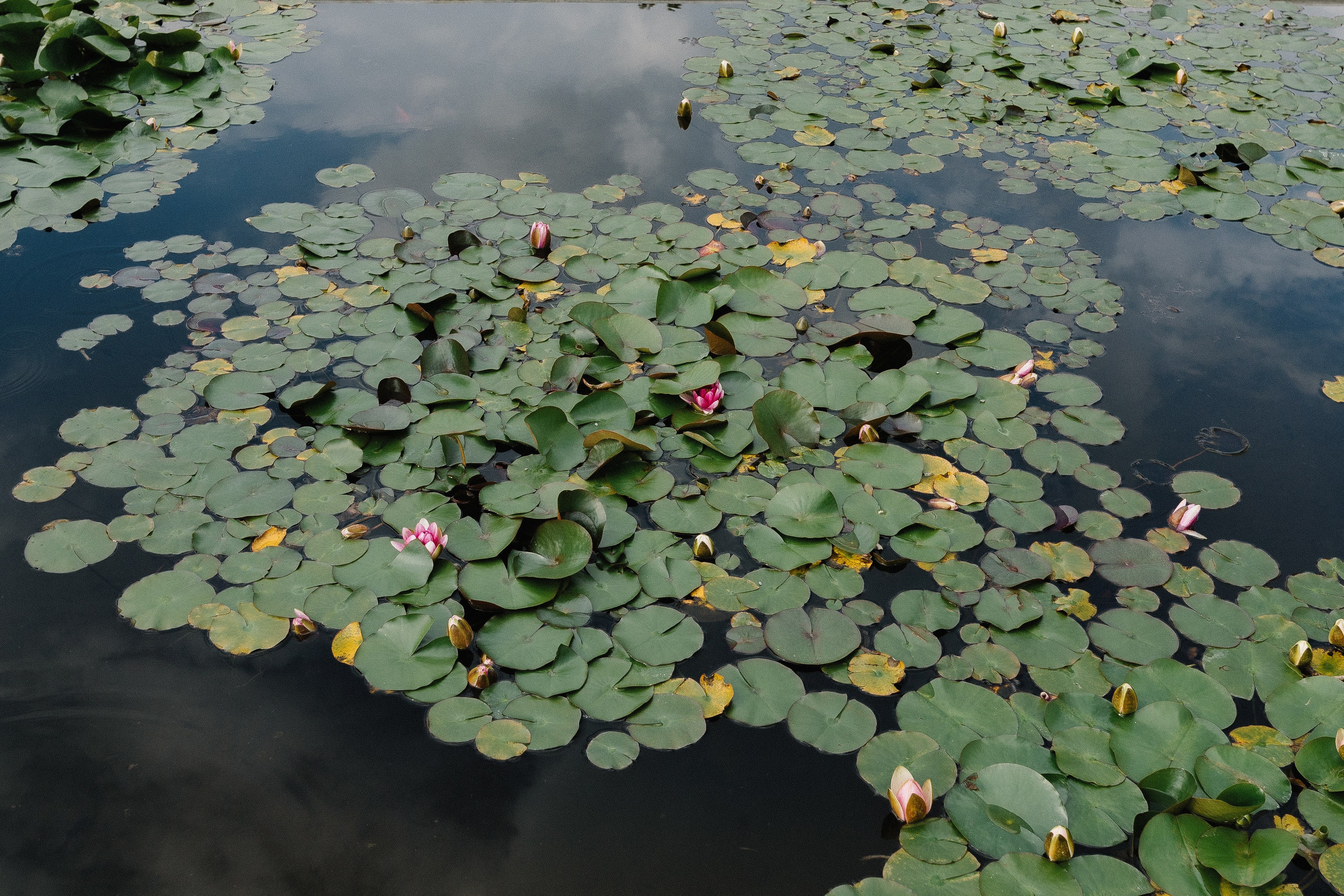 Kaitlyn & Zak, Villa Melzi, Bellagio. Фотограф в Милане Анна Линник