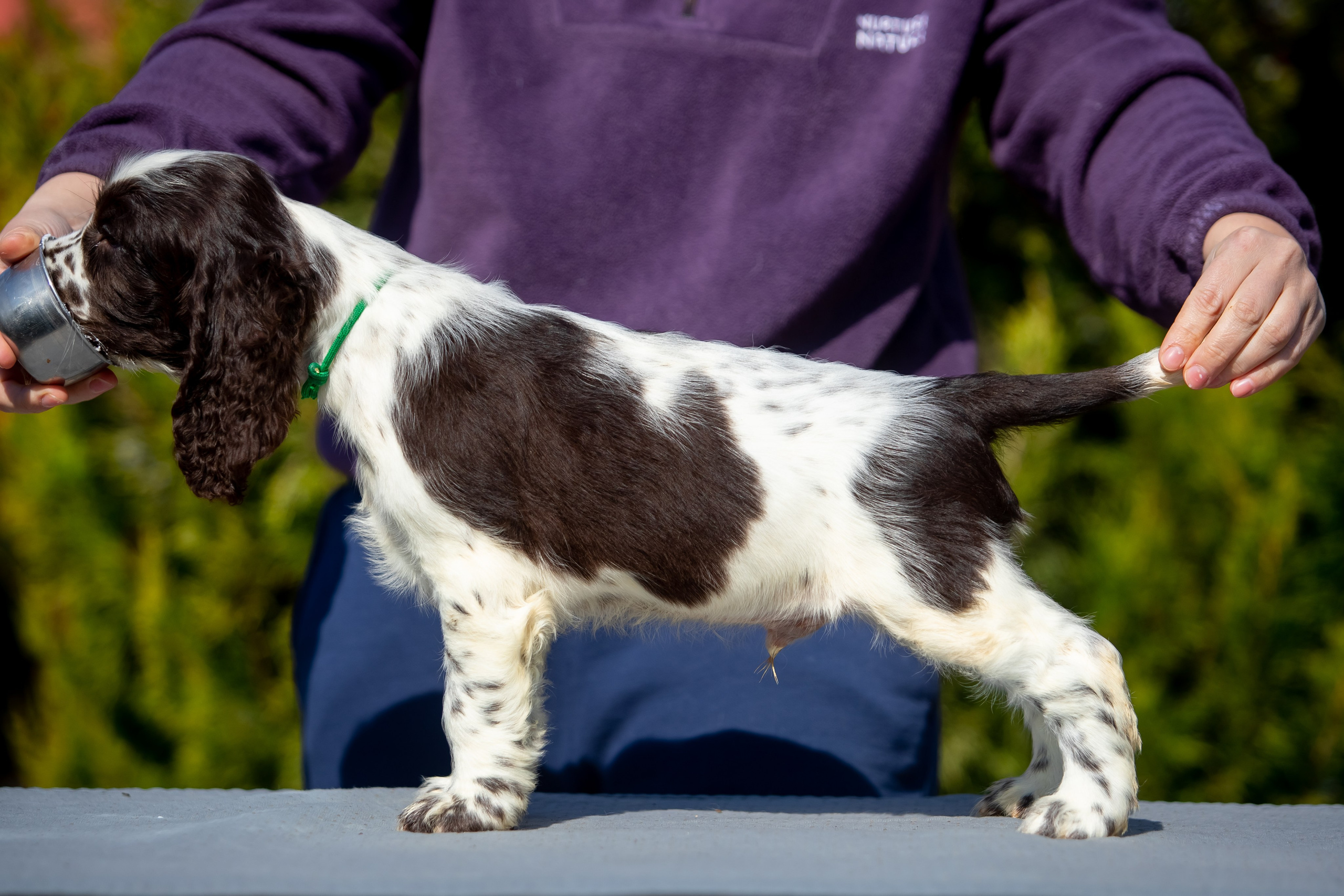 Male — Green collar 💚. Website of the titled stud dog of the Springer Spaniel breed