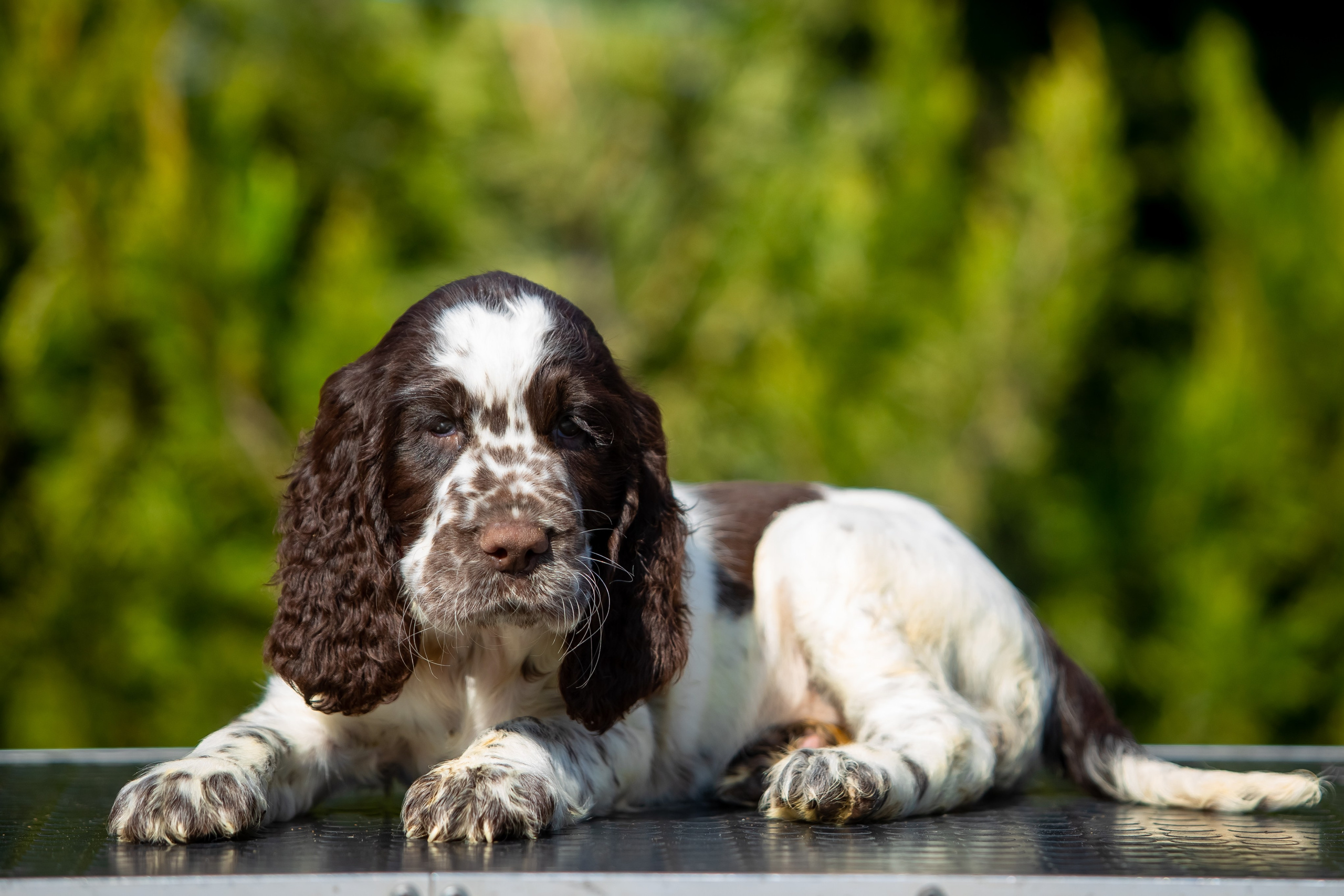 Female — Red collar ❤️. Website of the titled stud dog of the Springer Spaniel breed