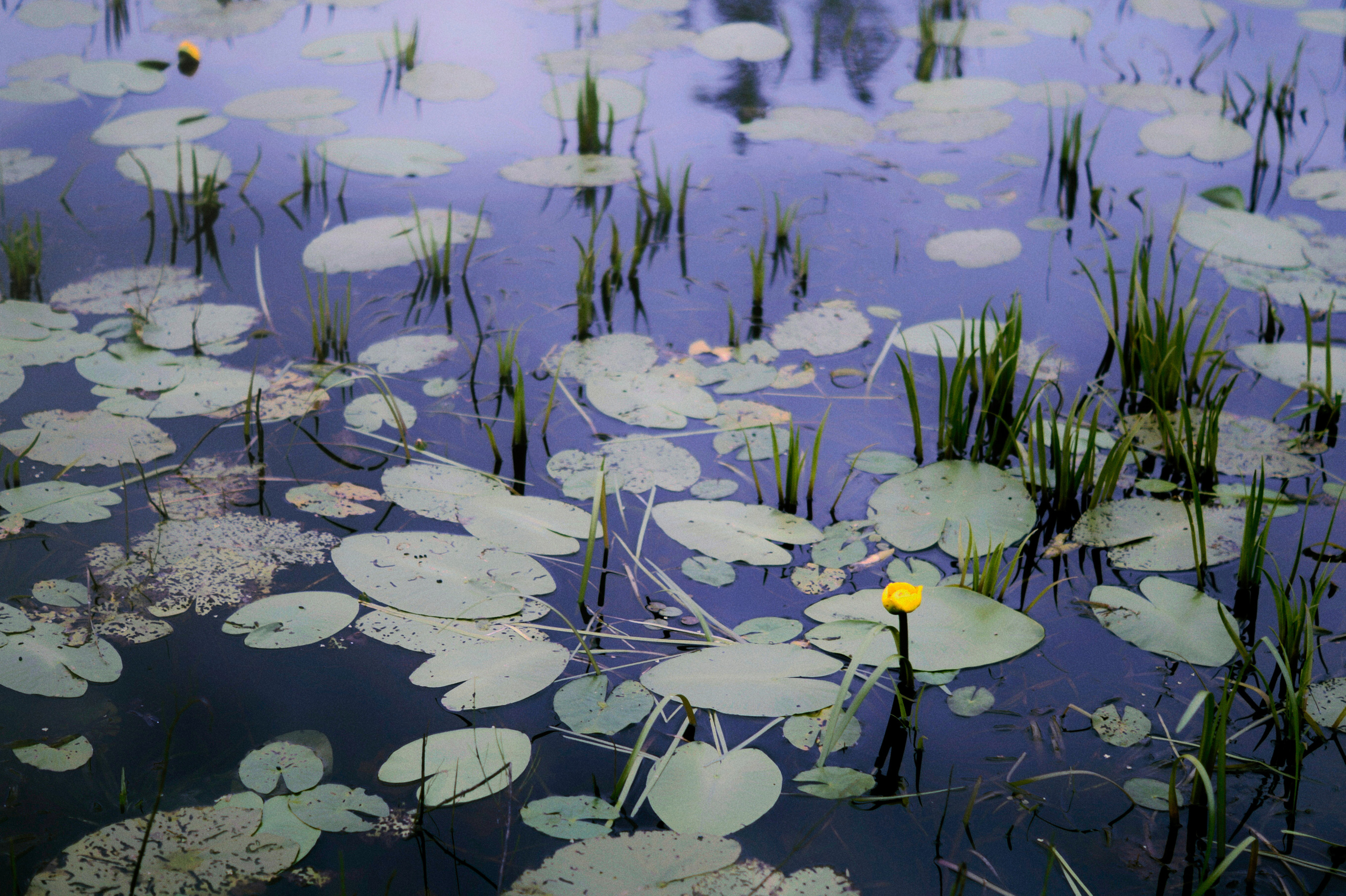 Countryside 2018. «Фотохроники»