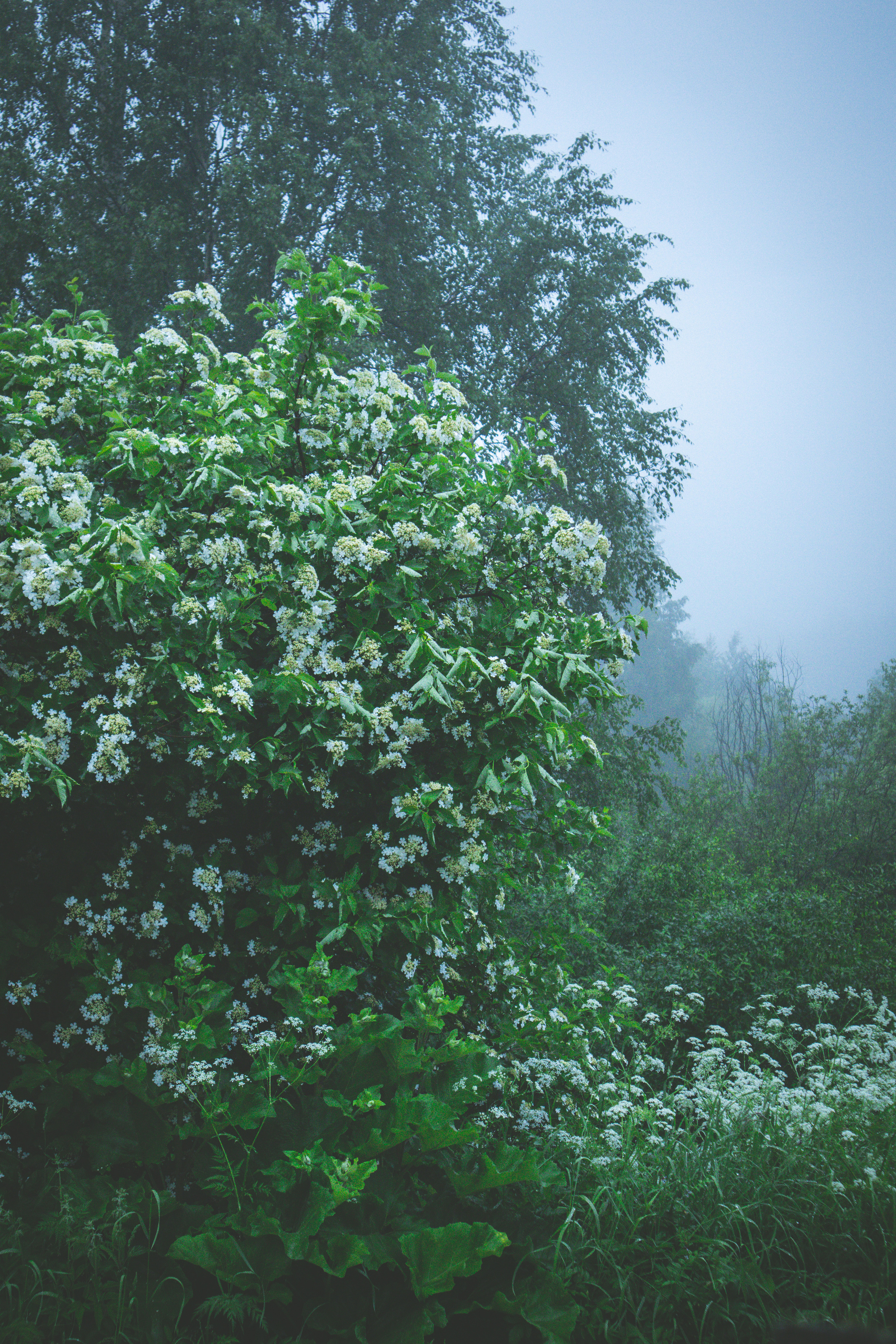 Countryside 2022. «Фотохроники»