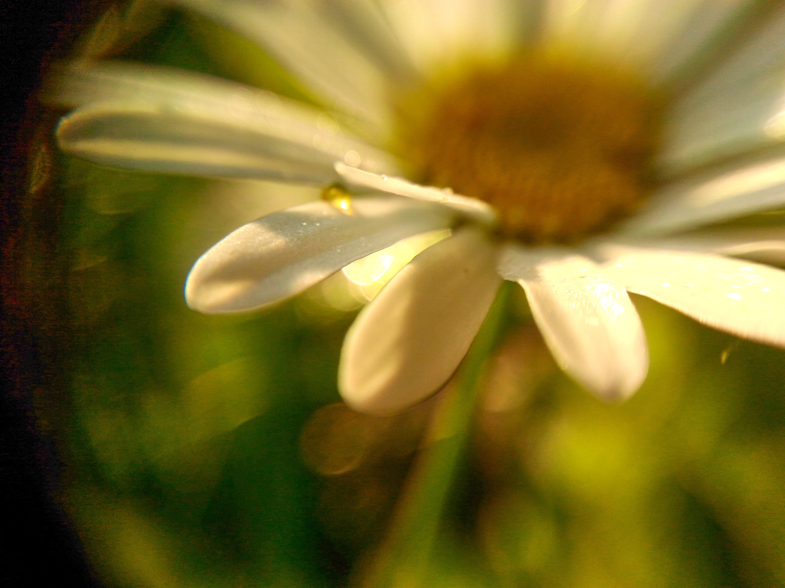 Countryside 2018. «Фотохроники»