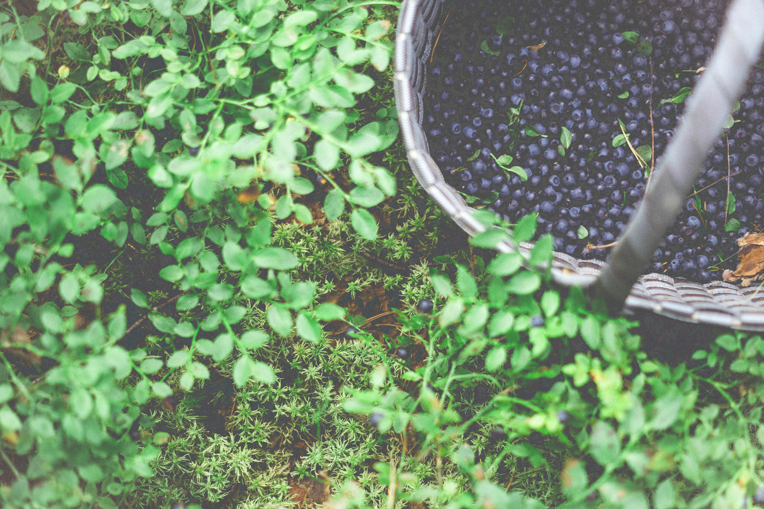 Countryside 2018. «Фотохроники»