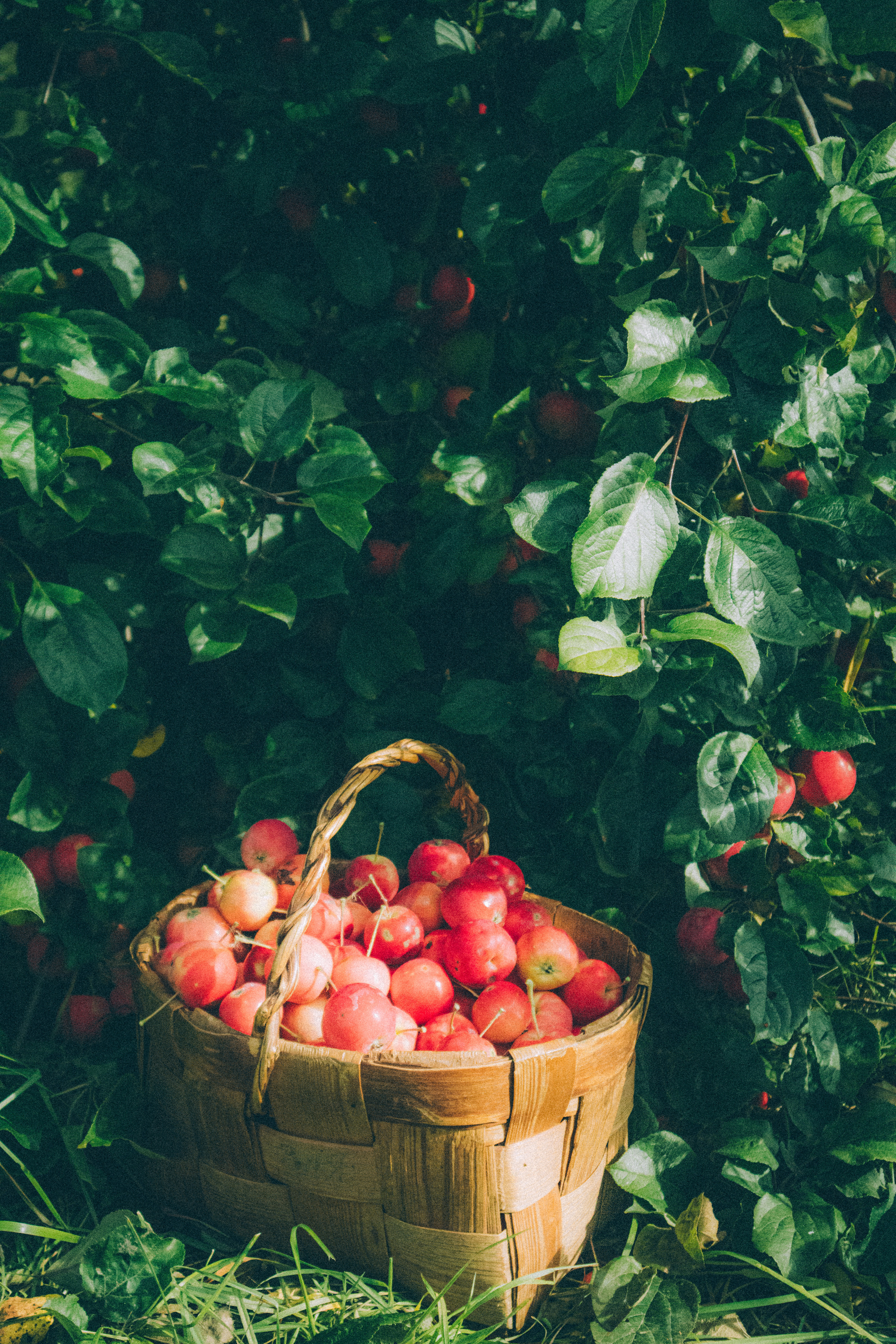 Countryside 2022. «Фотохроники»