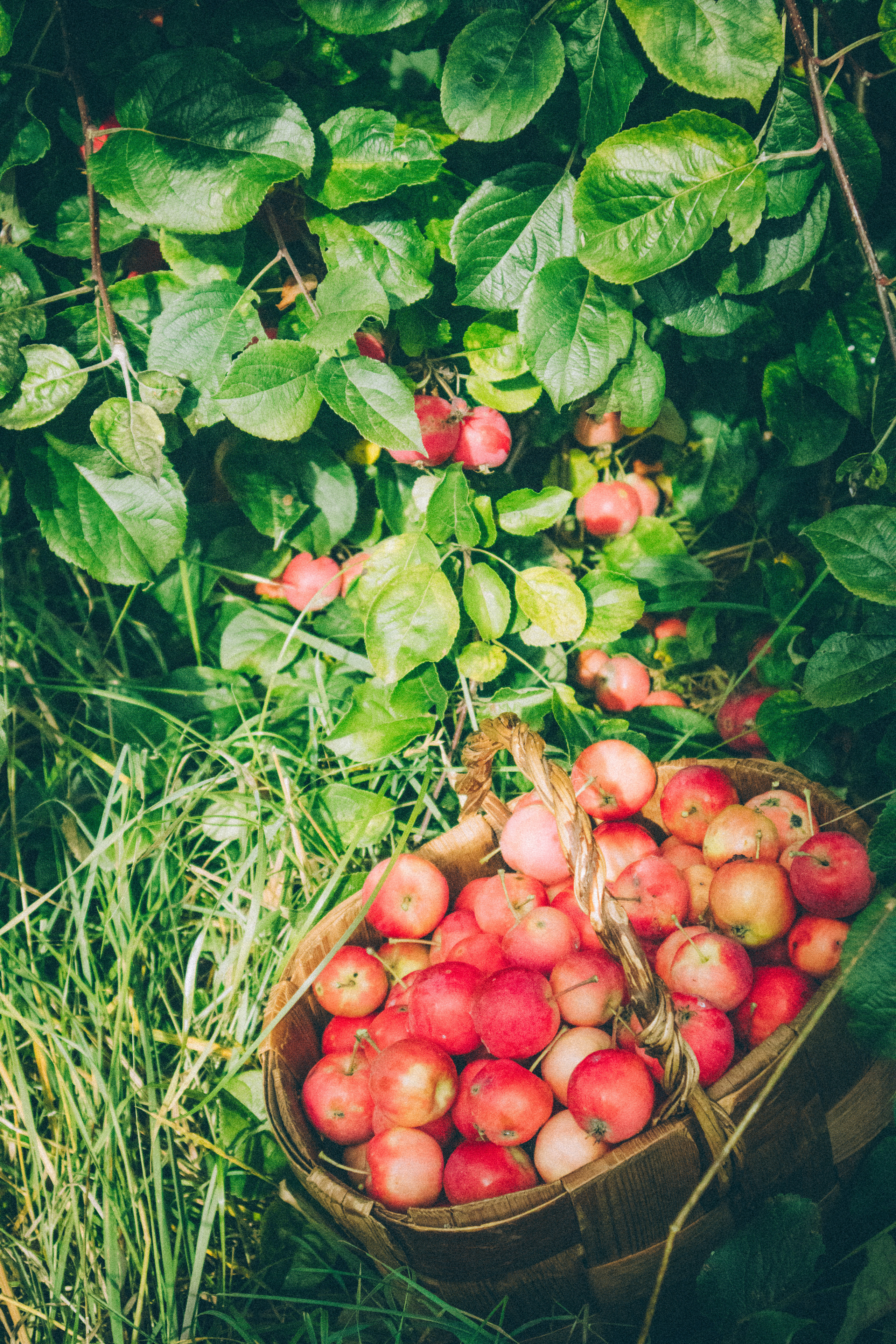 Countryside 2022. «Фотохроники»