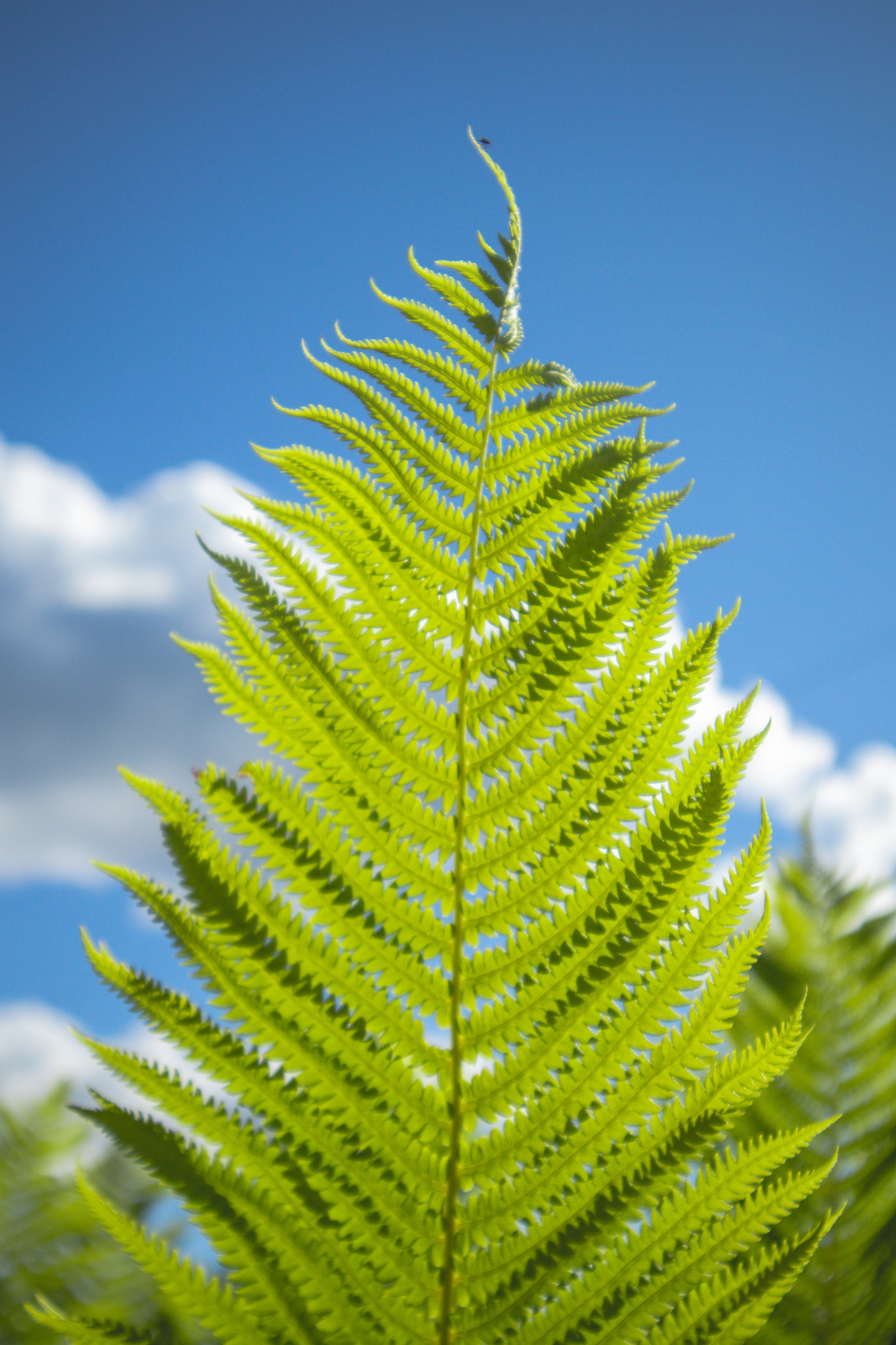 Countryside 2022. «Фотохроники»