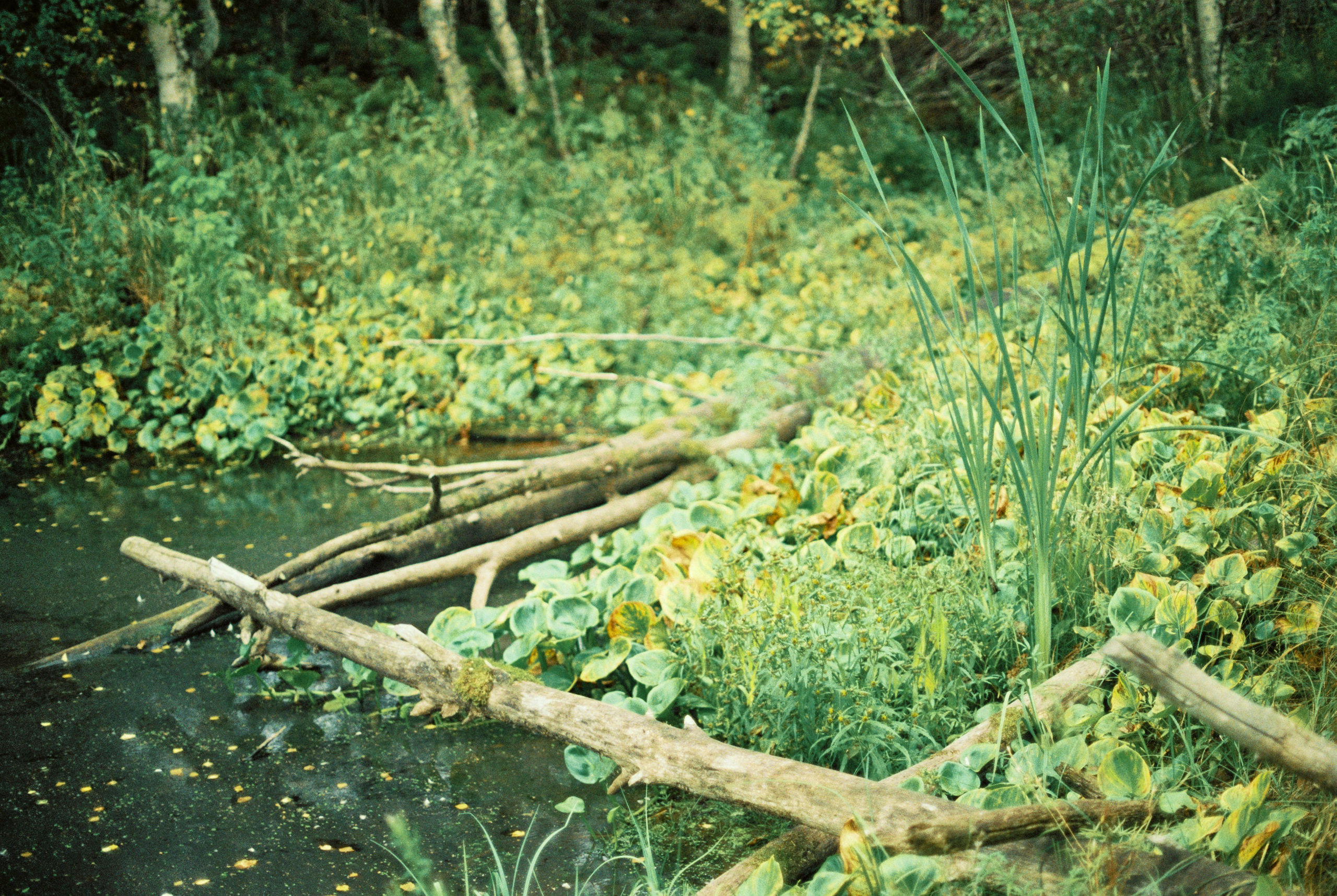 Countryside 2018. «Фотохроники»
