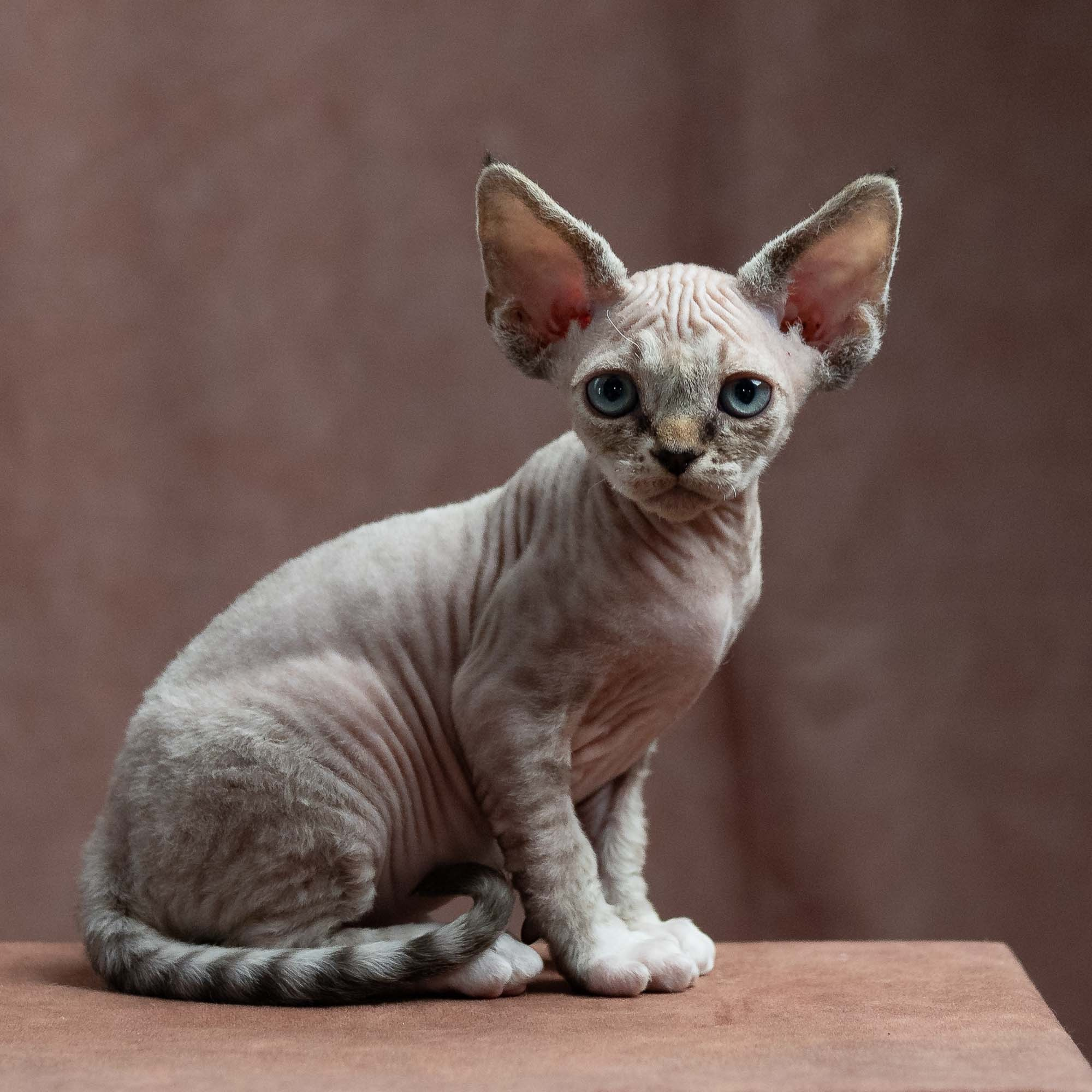 Finn,  boy, born on 01.01.25. Devon Rex Pixie Cattery
