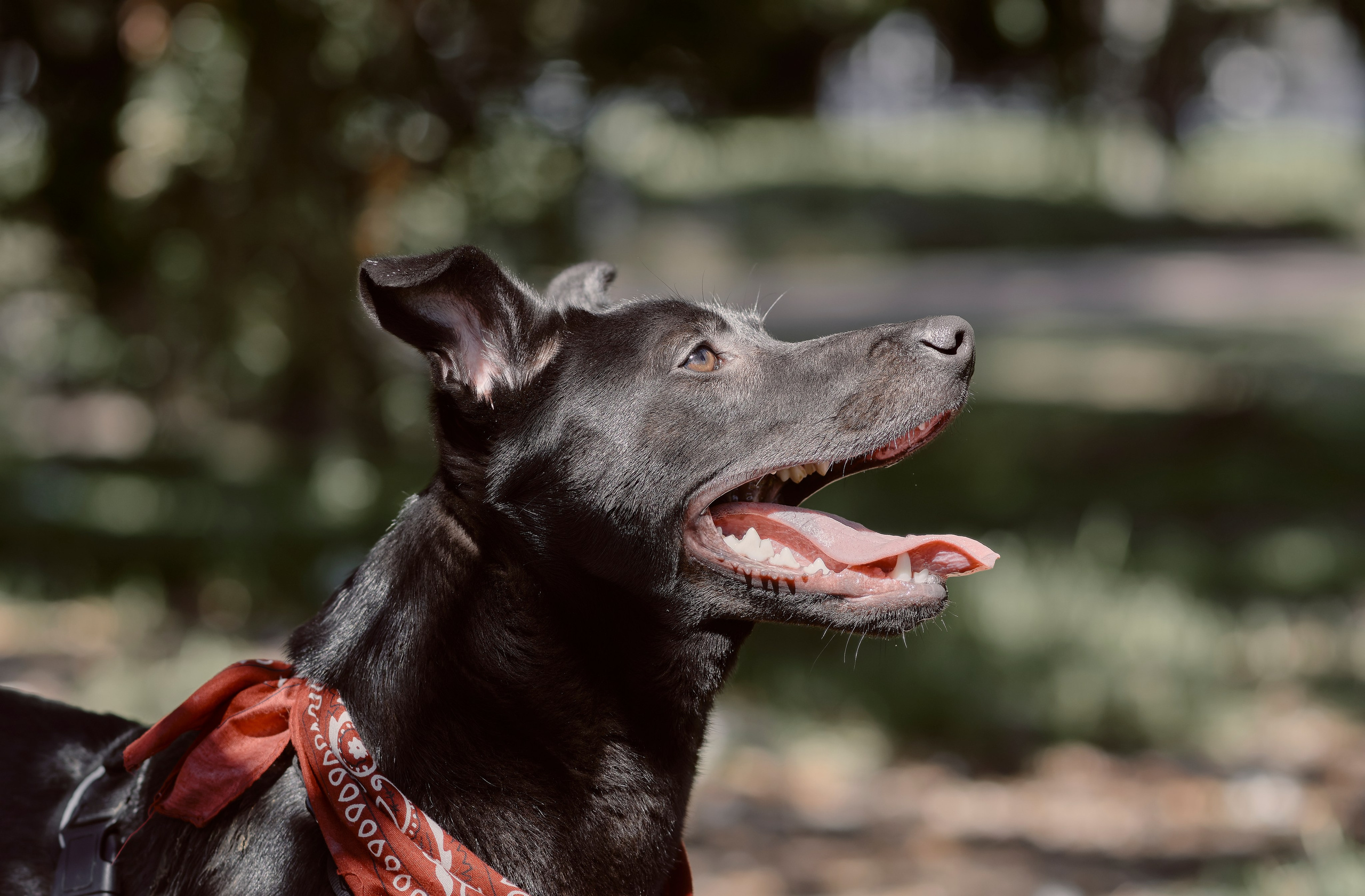 Frankell & Ruben. Valssy – Fotografía de mascotas en Uruguay. Retratos profesionales de perros y gatos