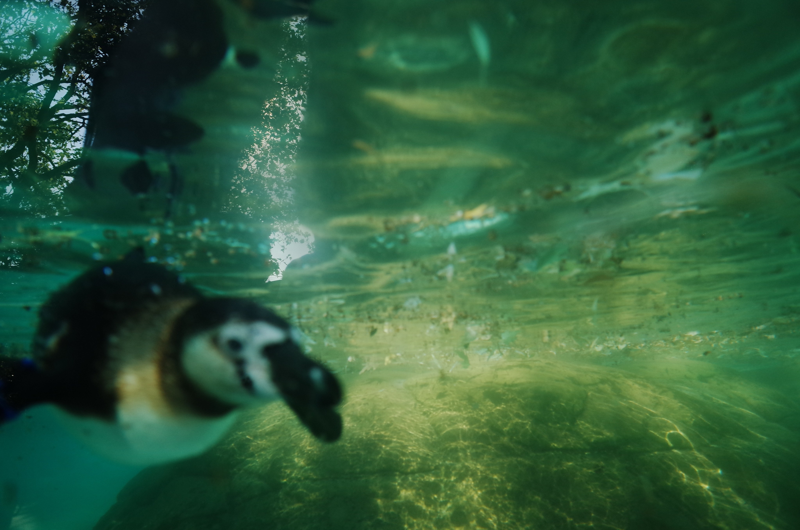 Little penguins. London zoo. Victoria Dini Photography