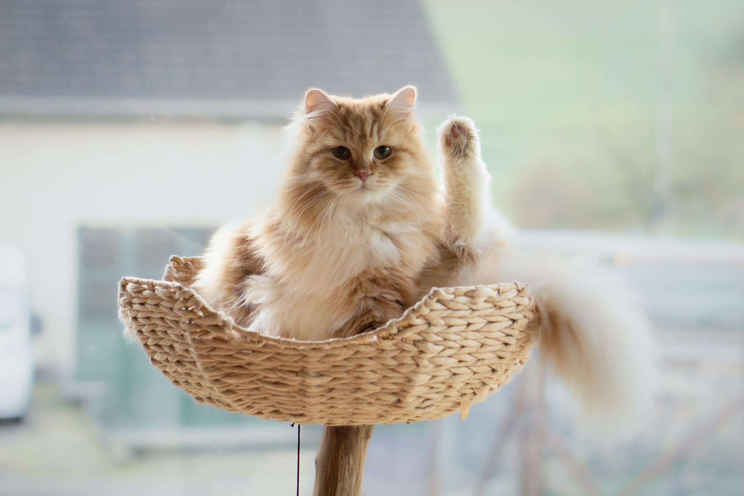 Christmas mood. Family photographer Aargau Zurich