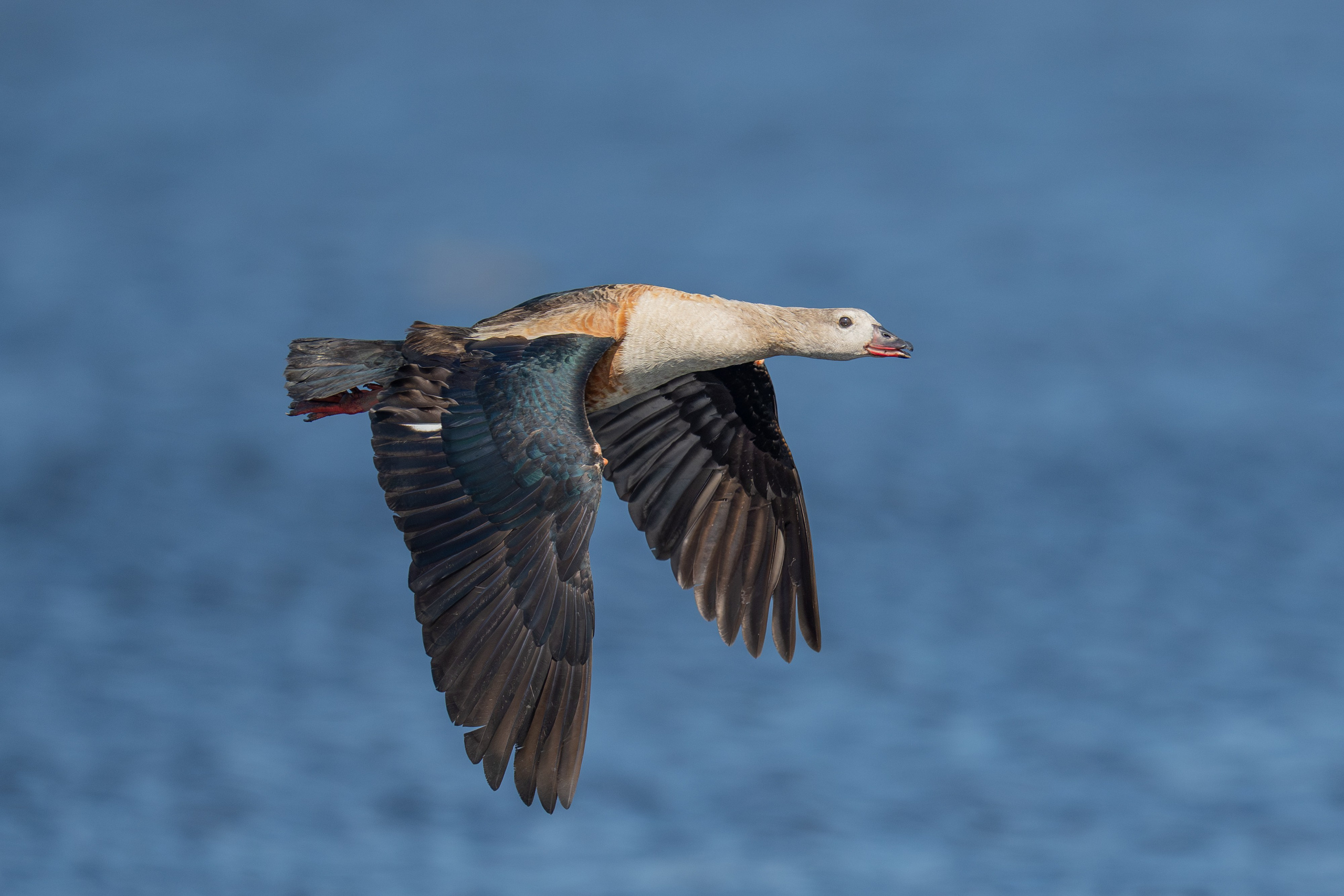 Ganzos. Nature photographer Yuri Soria-Galvarro