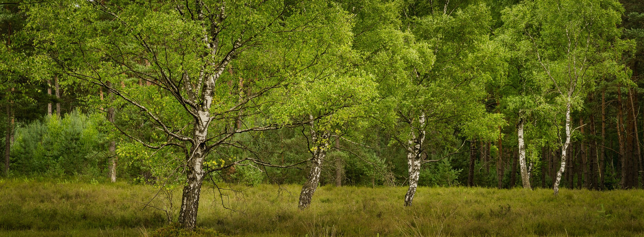Panoramic. Nature Photographer and Videographer from Germany