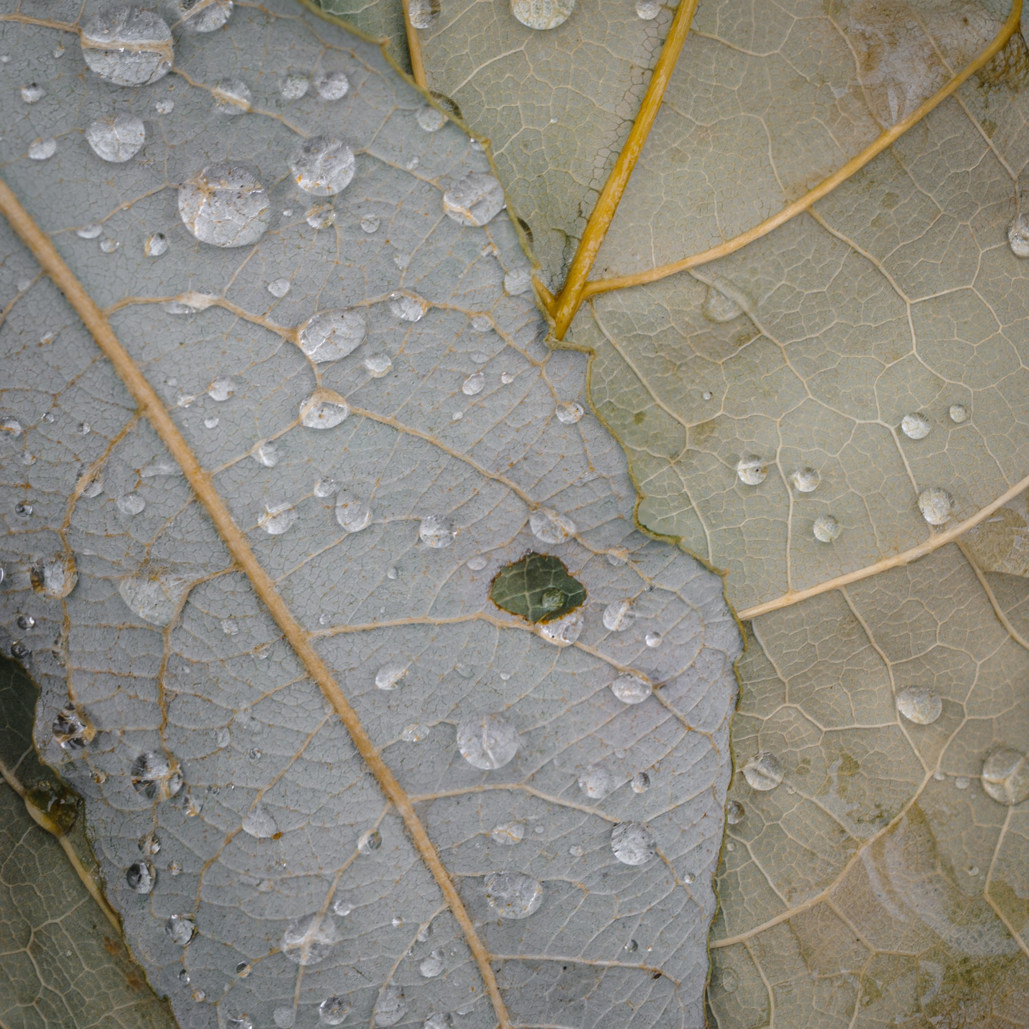 Intimate Landscapes. Nature Photographer and Videographer from Germany