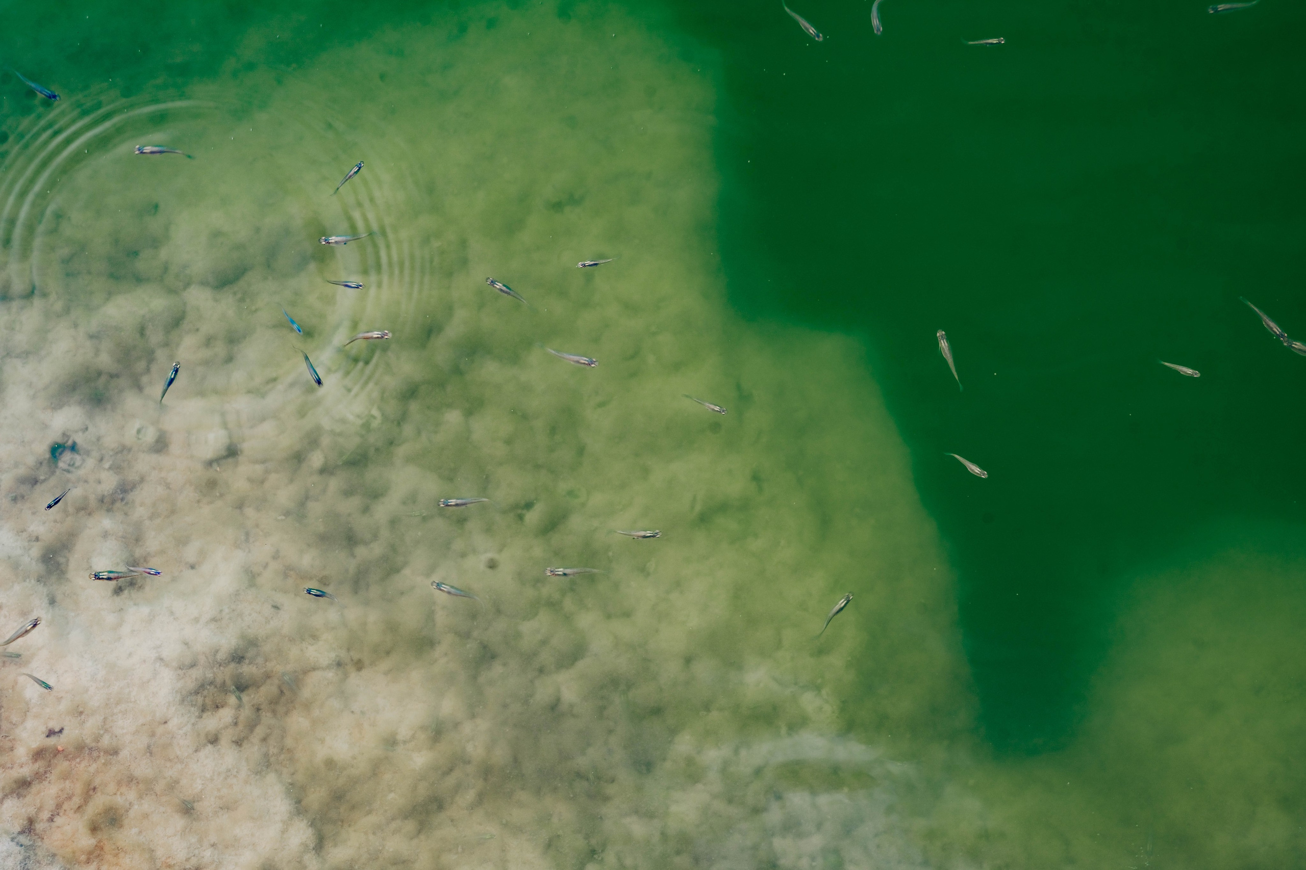 Phoenix Rising: Возвращение к себе. Фотограф Пальма де Майорка