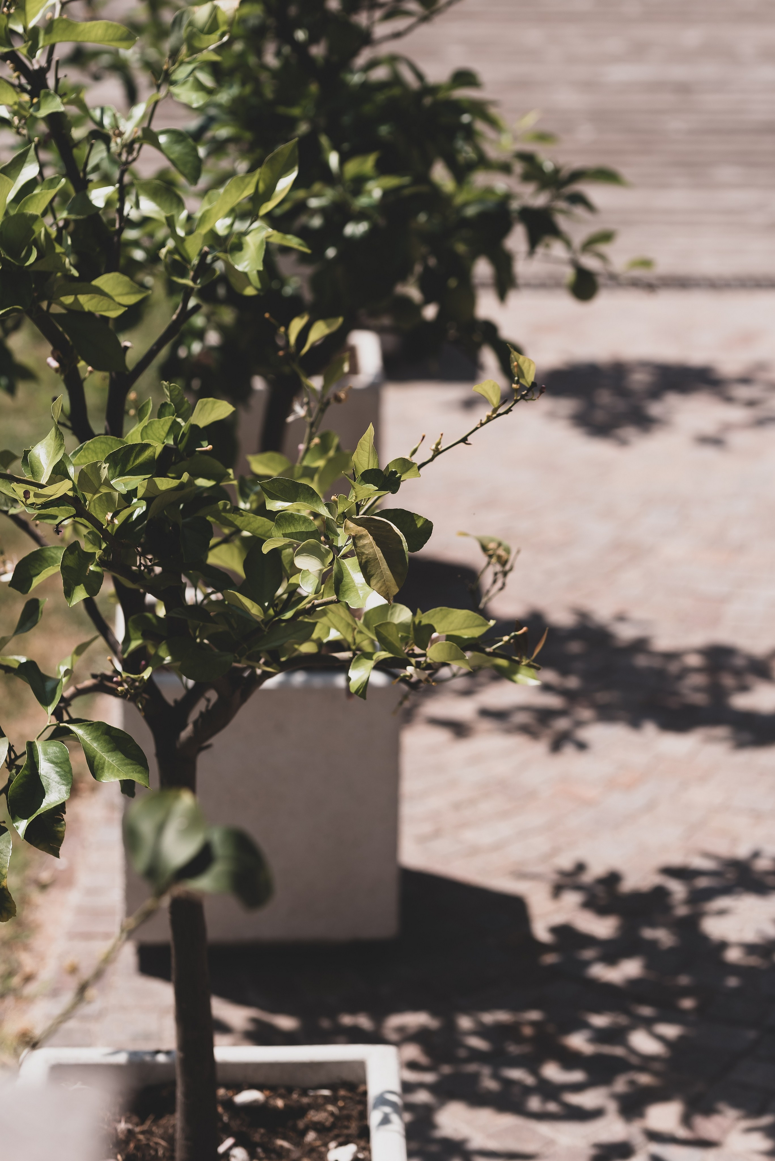 Die Sonne. Familienfotografin aus Sterzing Elena Muehlsteiger